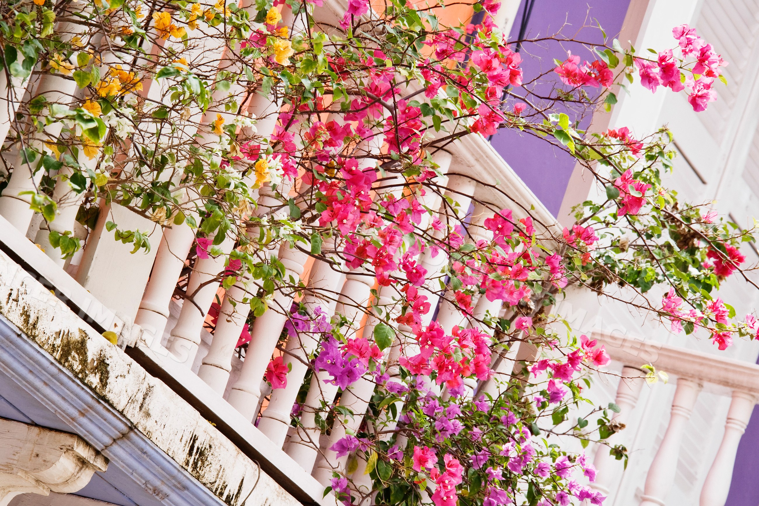 Bougainvillea flowers blooming on a balcony with white railings