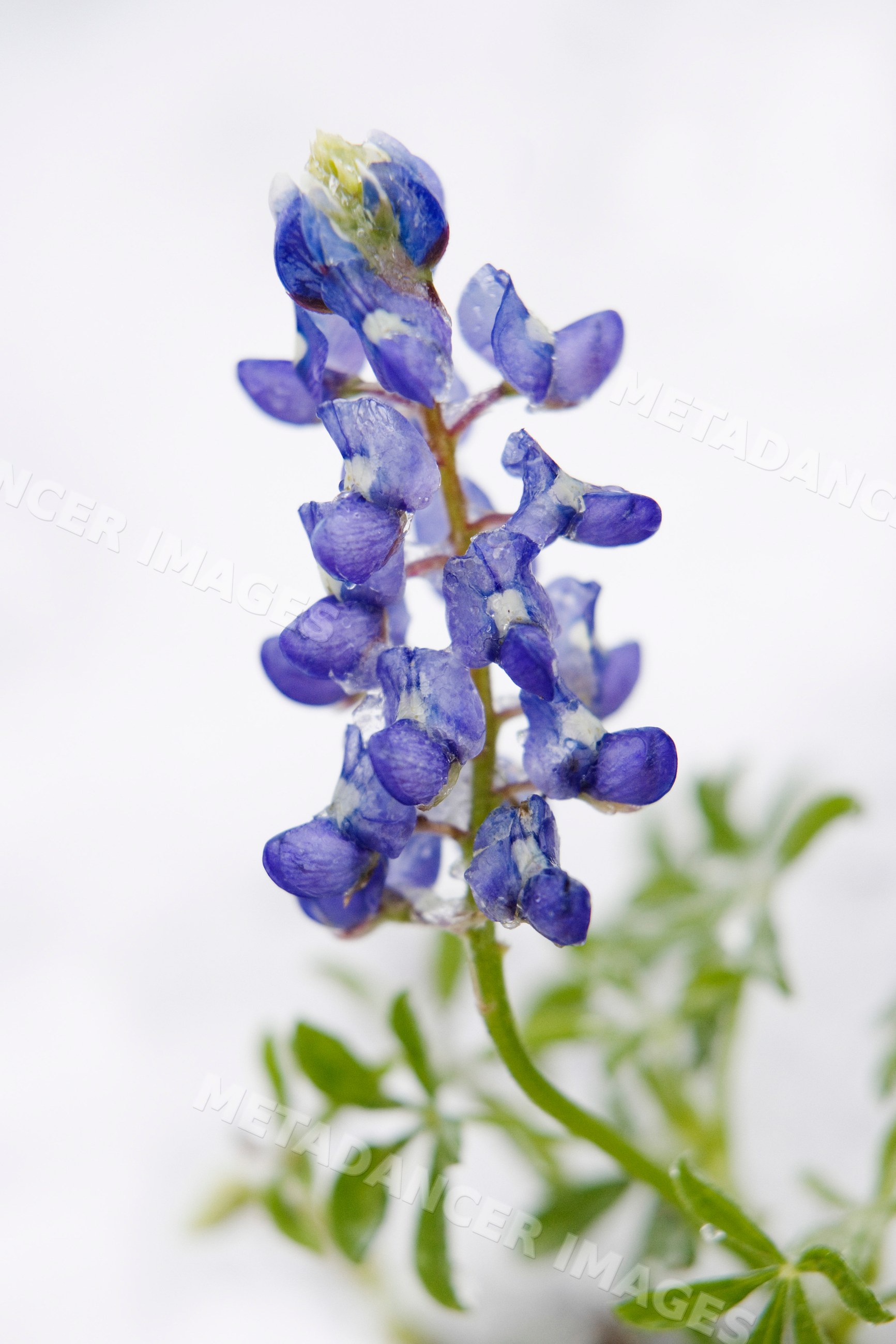 Bluebonnet flower covered with snow country