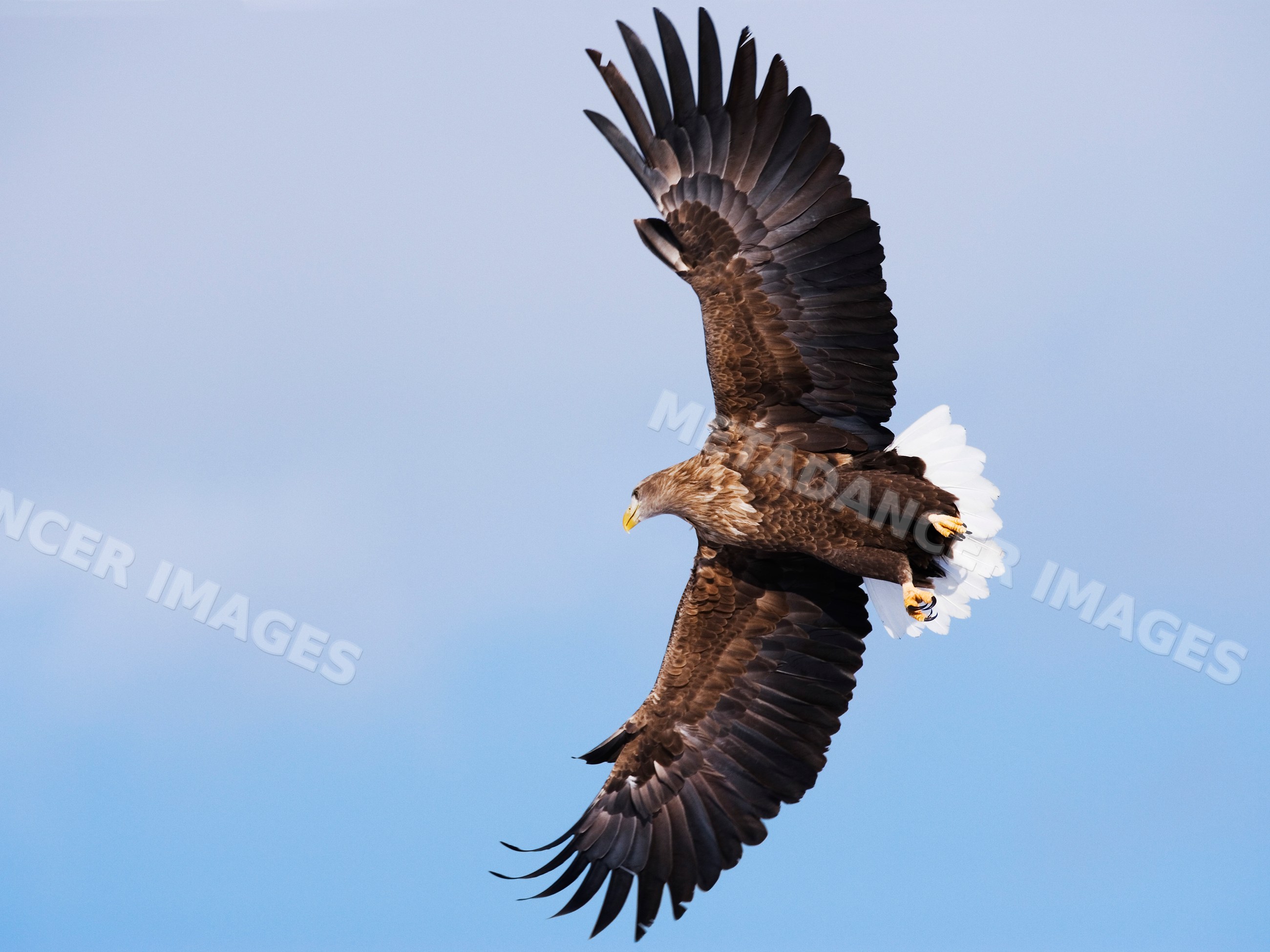 White-tailed eagle soaring flight japan