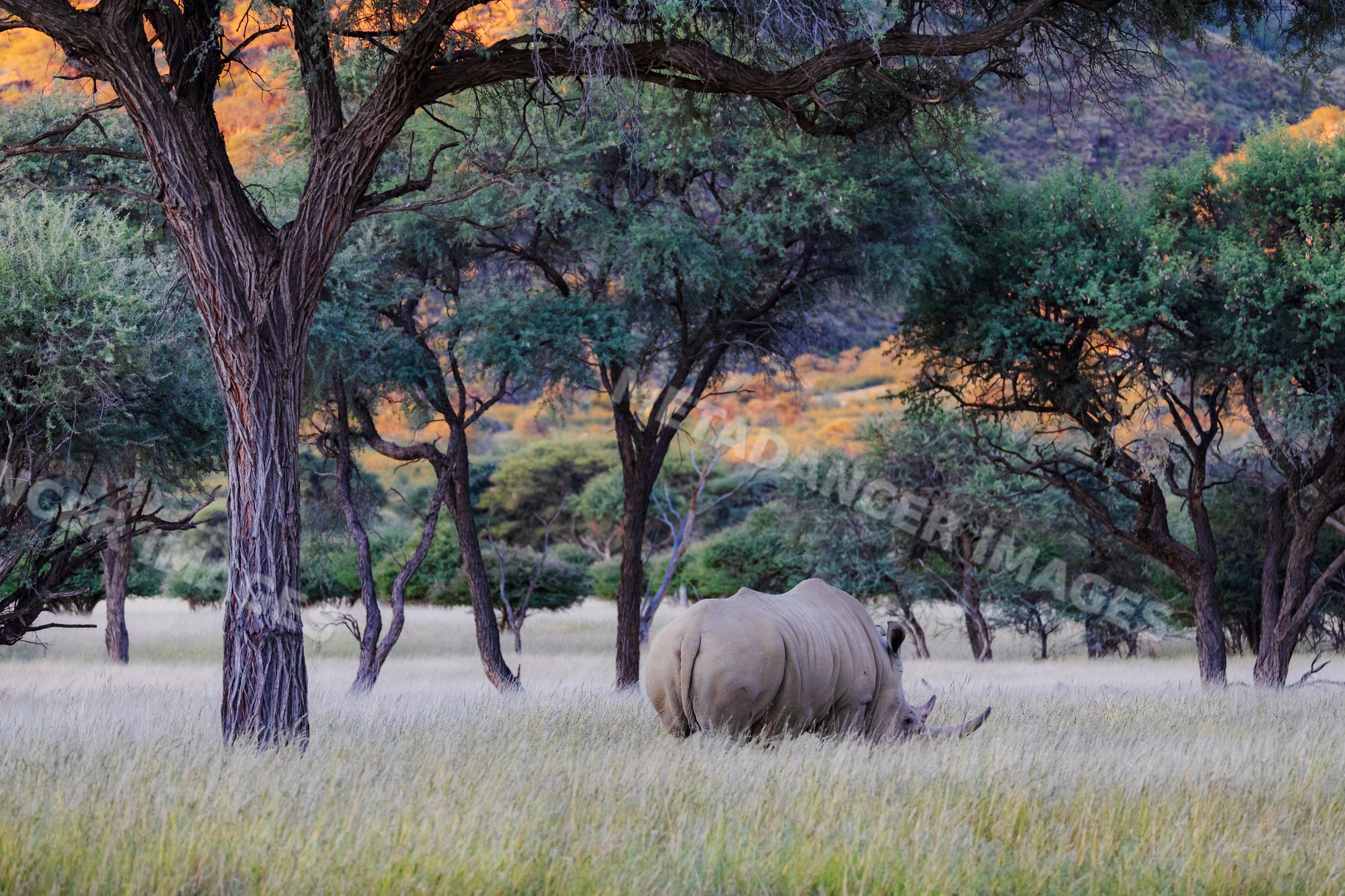 White Rhino grazing at Sunset in okapuka lodge savanna, Namibia