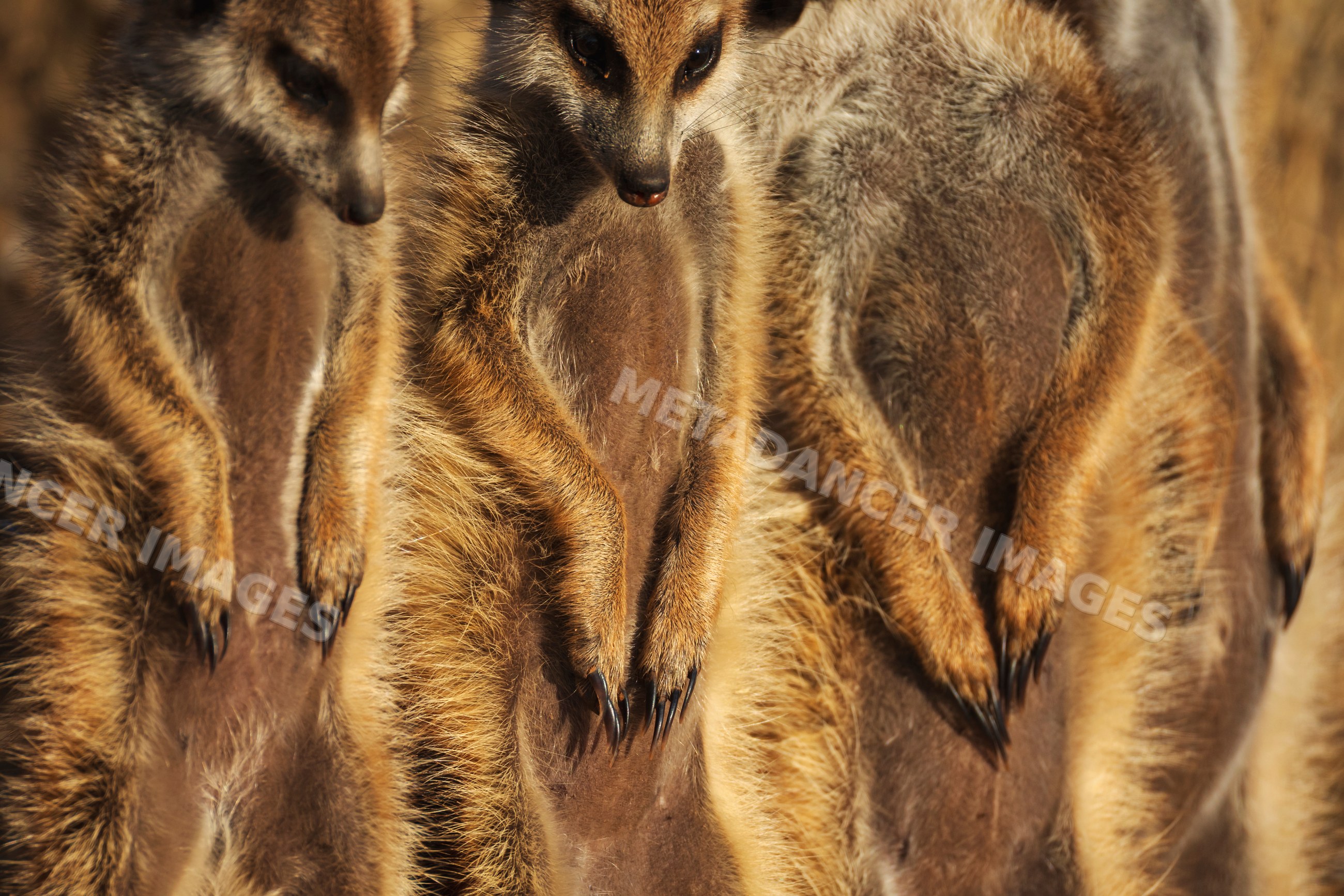 Closeup of Meerkat claws in Kalahari Desert wildlife