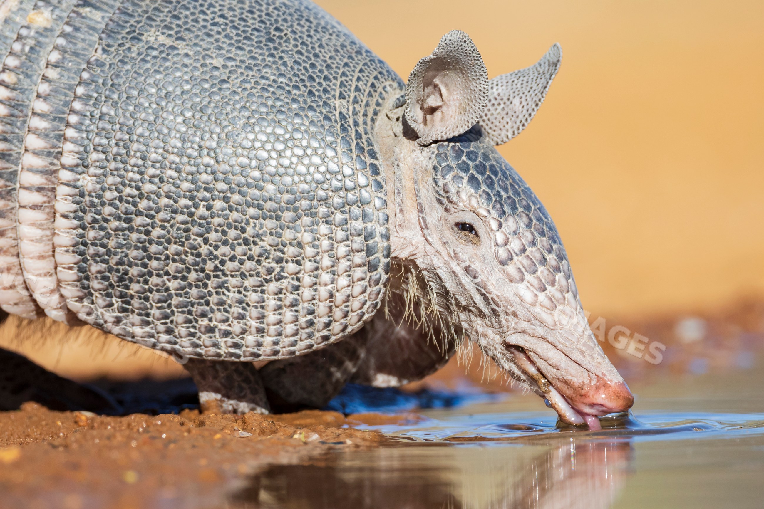 Armadillo drinking water at waterhole in santa clara ranch texas