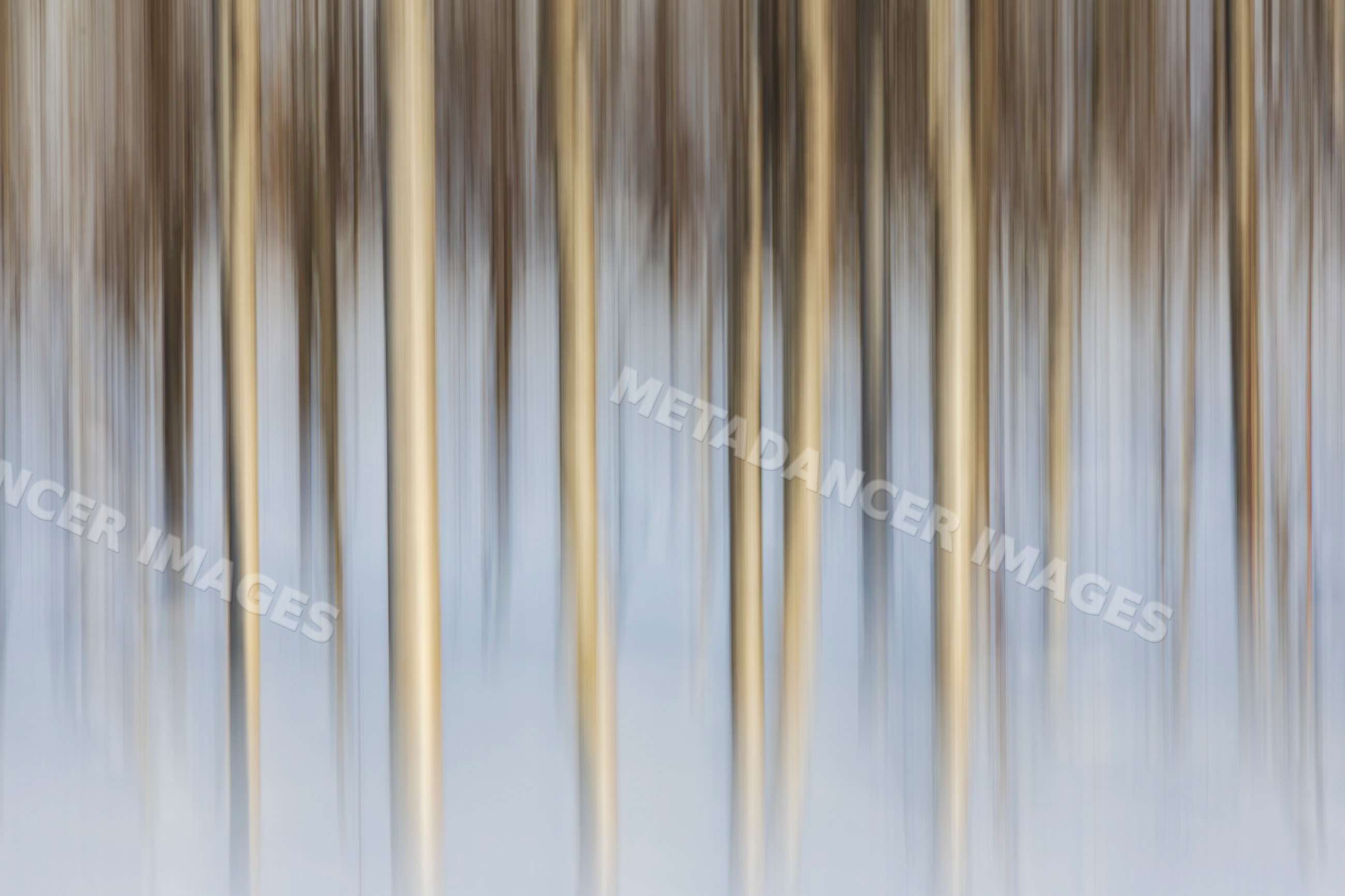 Silver Birch Trees with motion blur in snowy field in tromsø Norway