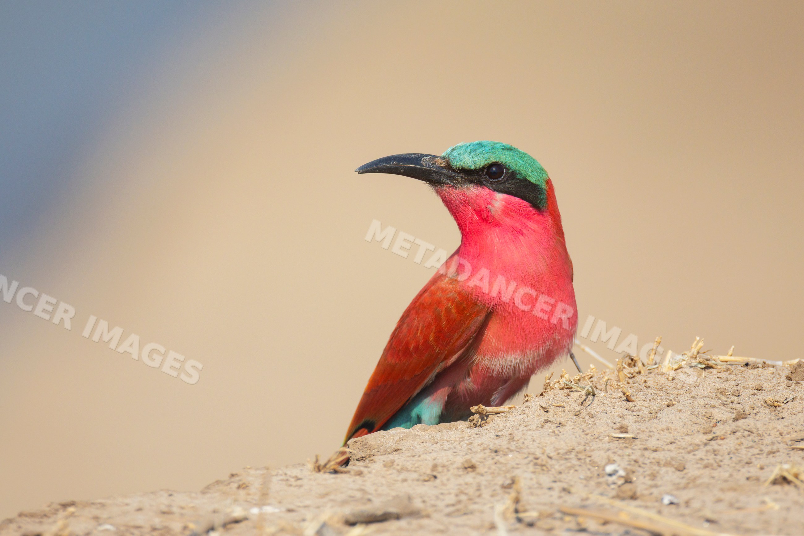 Carmine Bee-Eater perched at nest edge in a park