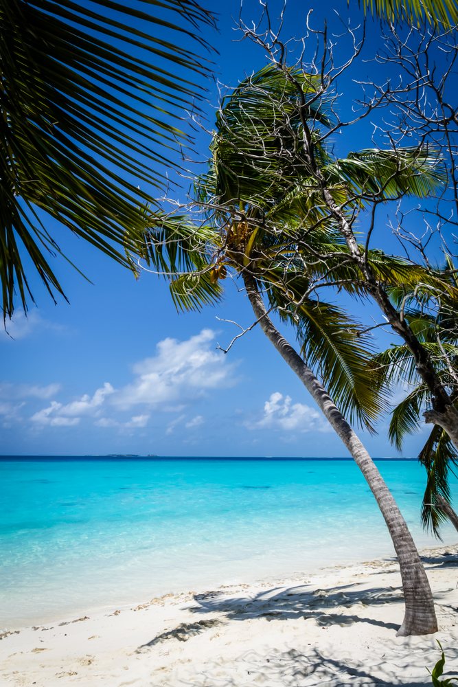 Palm tree casting shadows on white sandy beach with turquoise ocean