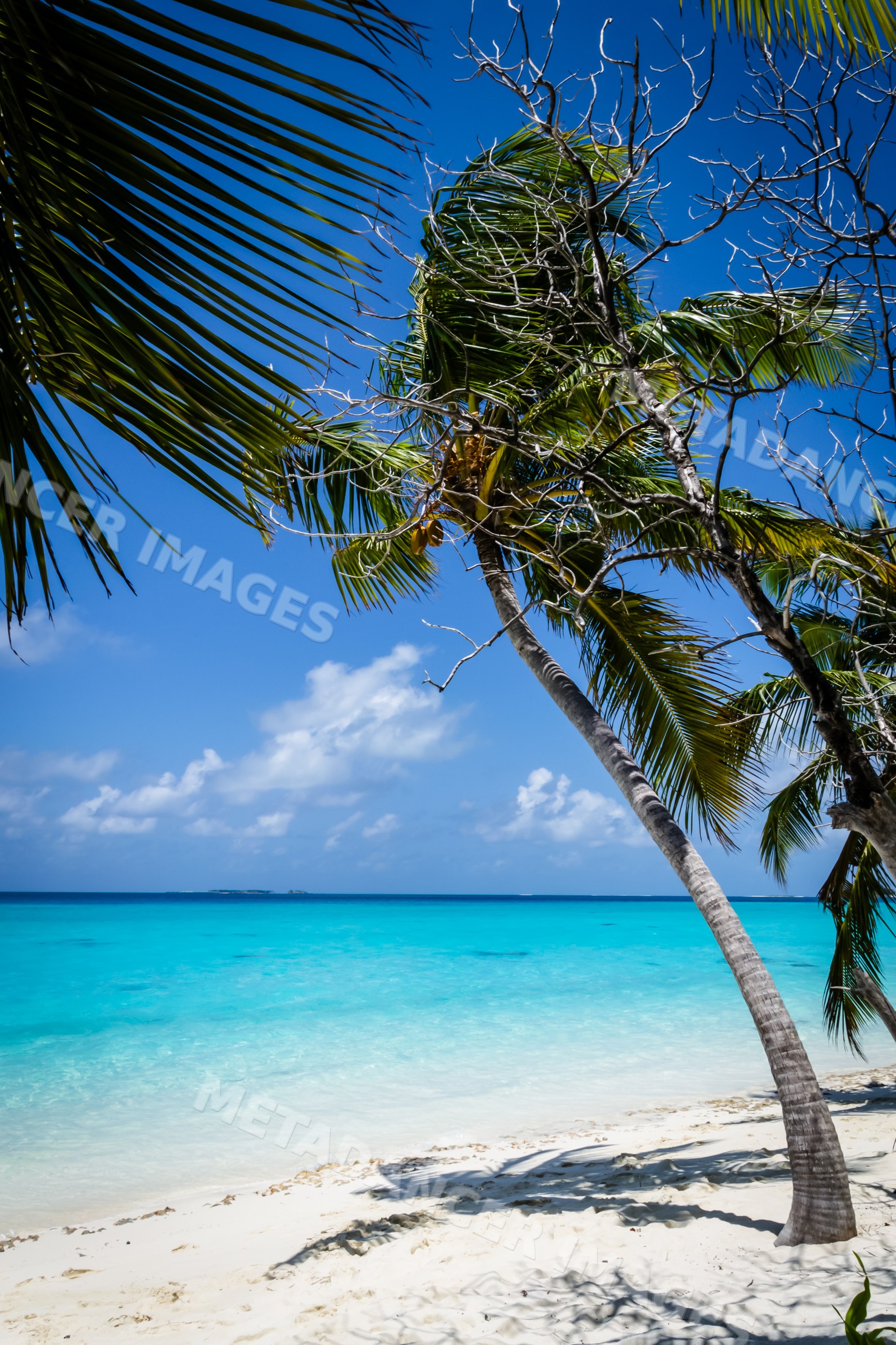 Palm tree casting shadows on white sandy beach with turquoise ocean