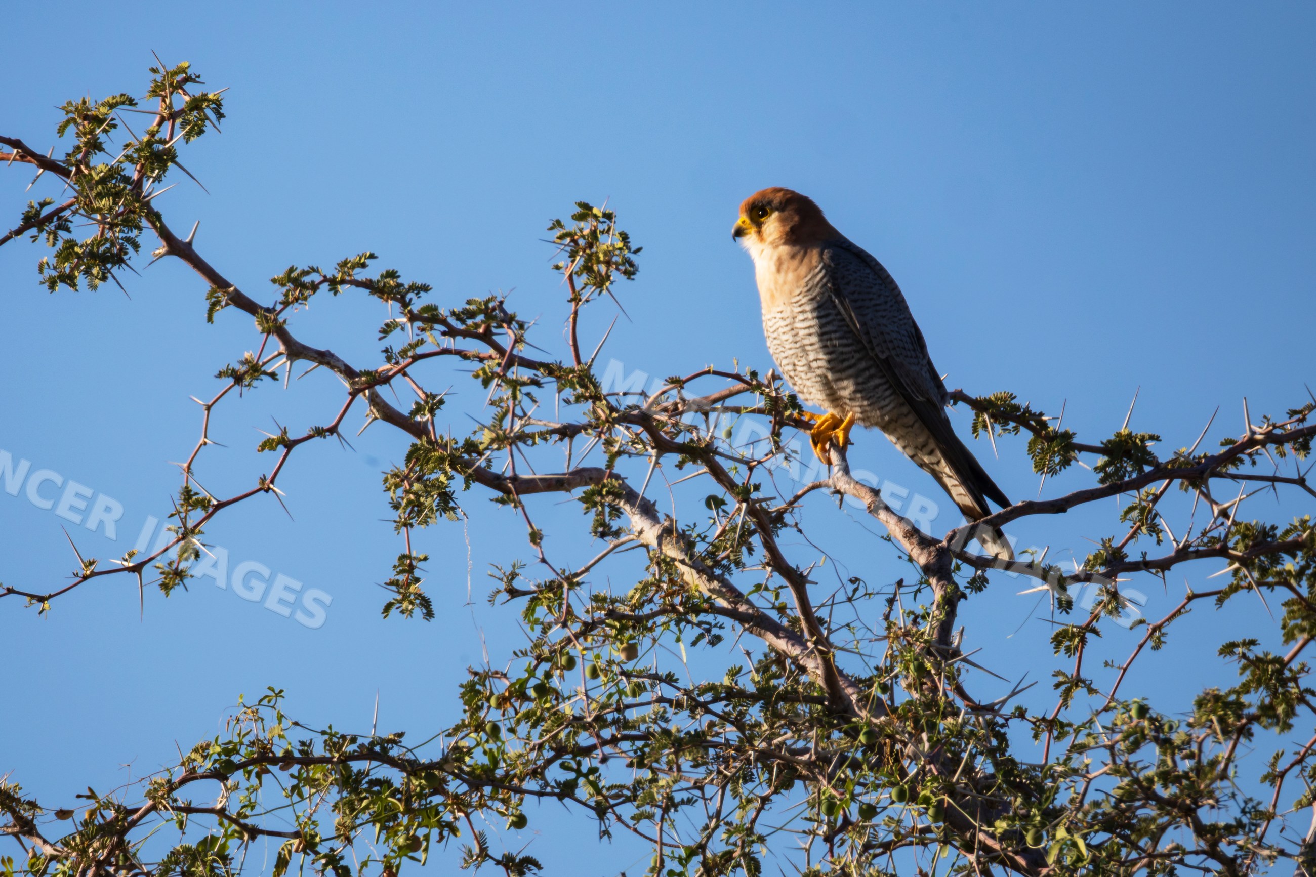 Red Necked Falcon perched on acacia branch in a park