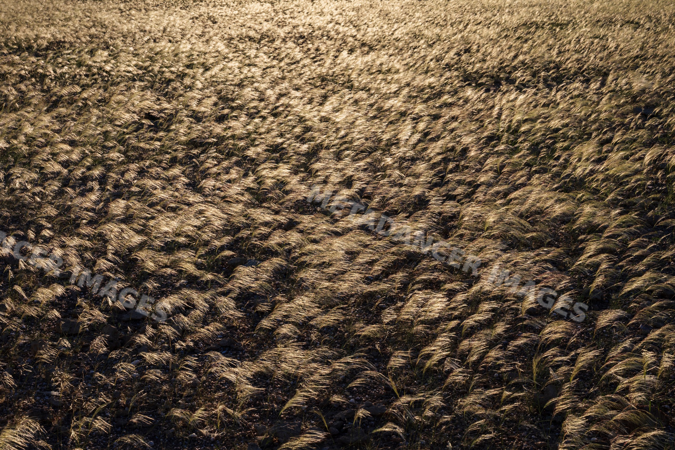 Silver bushman grass field in sesfontein Namibia landscape