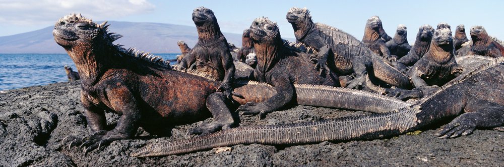 Marine iguanas on rocky coastal shore near ocean