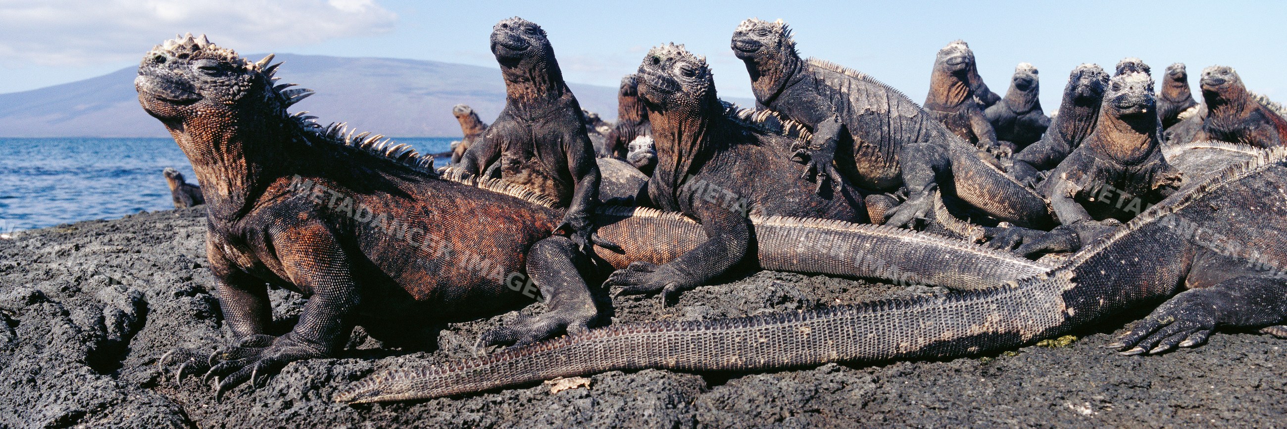Marine iguanas on rocky coastal shore near ocean