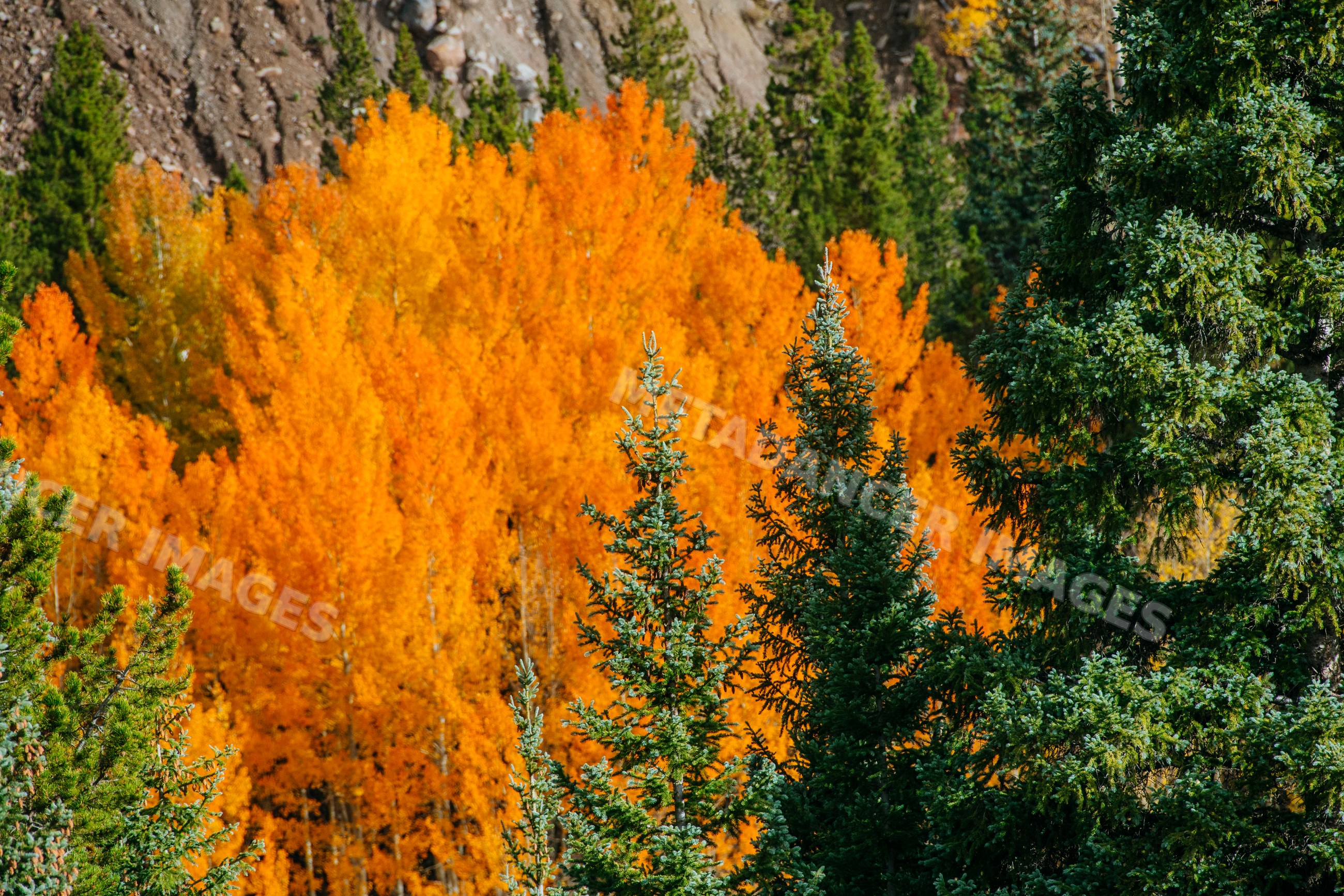 Vibrant autumn aspens and evergreens in Durango Colorado