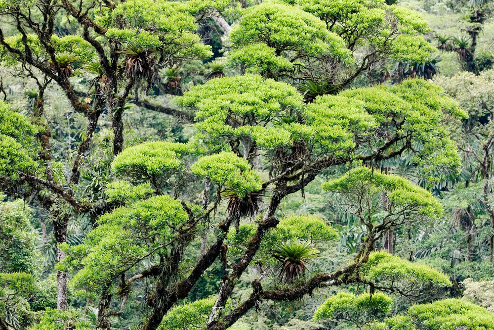 Trees with moss-covered branches rainforest