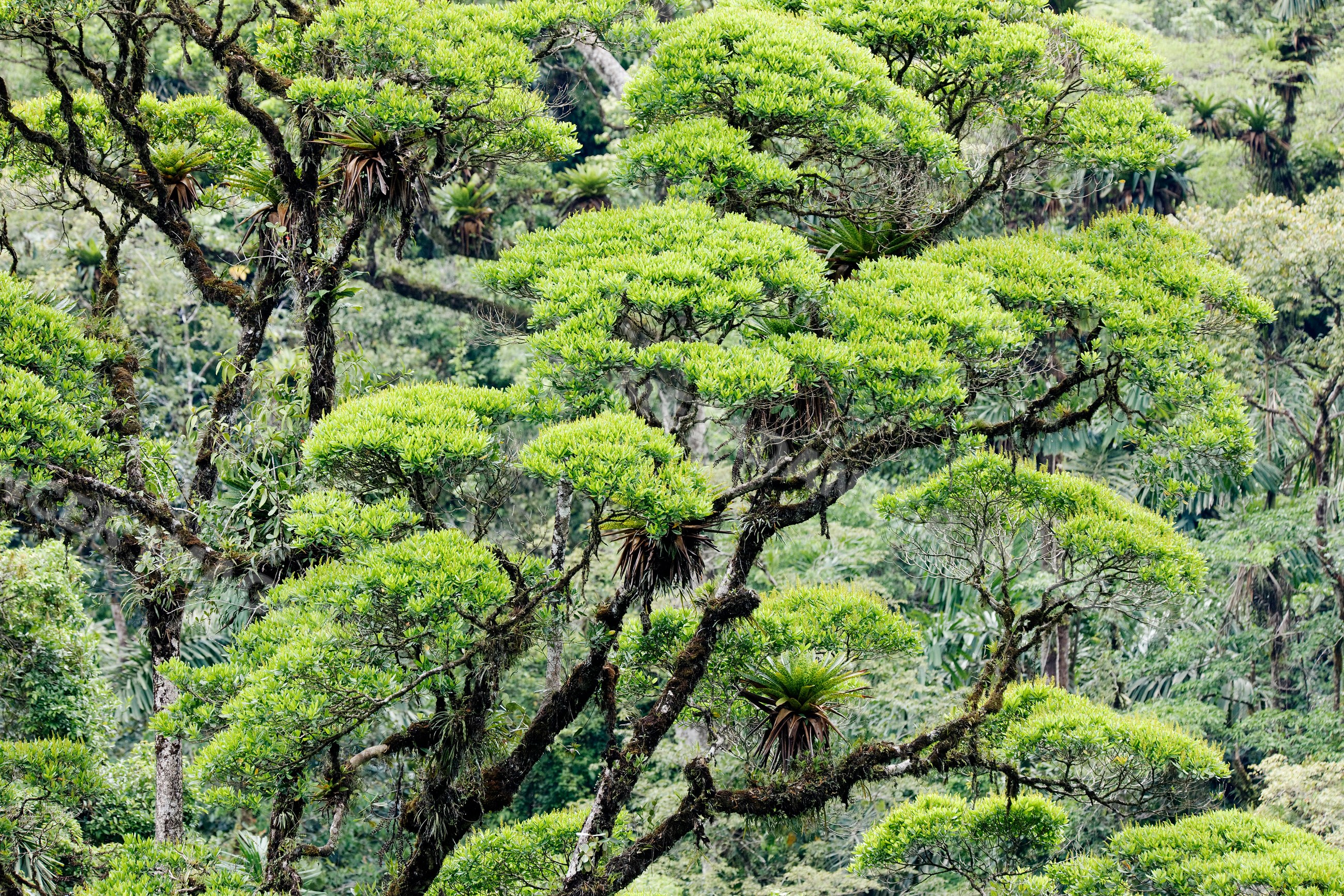 Trees with moss-covered branches rainforest