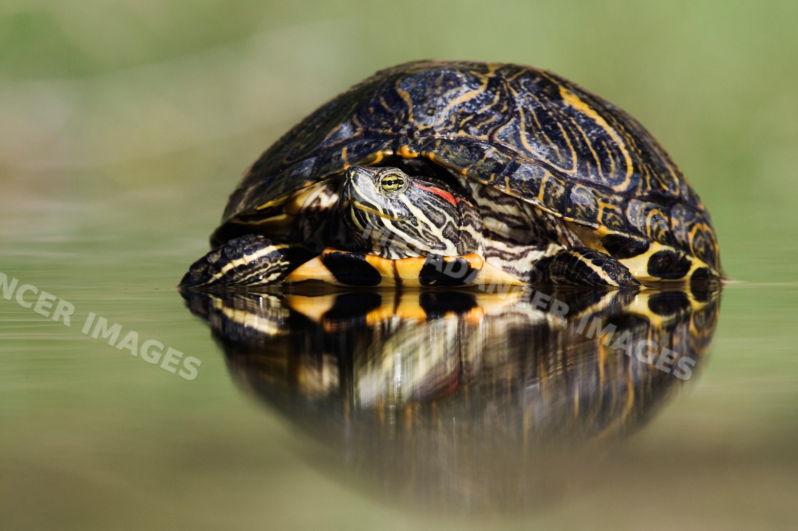 Red-eared slider turtle partially submerged in water