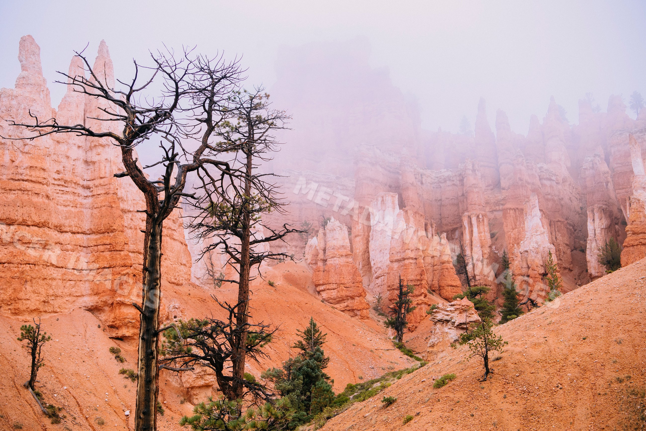 Foggy red rock formations and pine trees in Bryce Canyon National Park