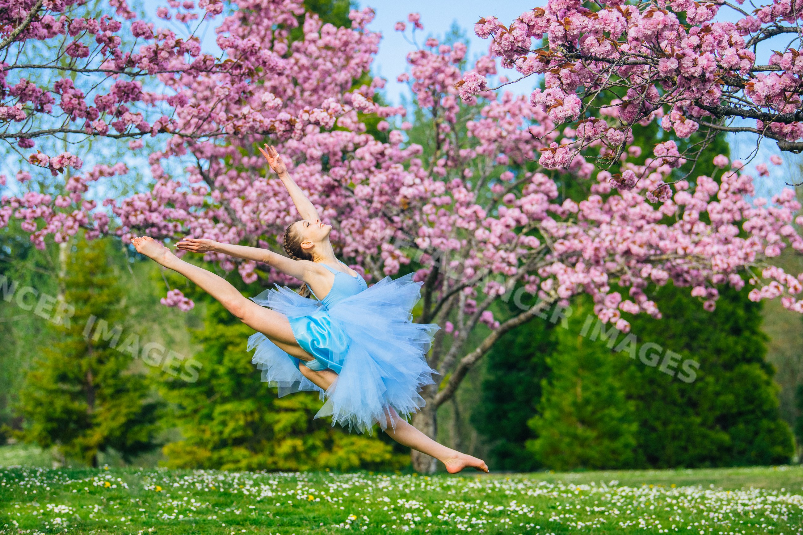 Ballerina leaping near cherry blossoms in spring outdoors USA