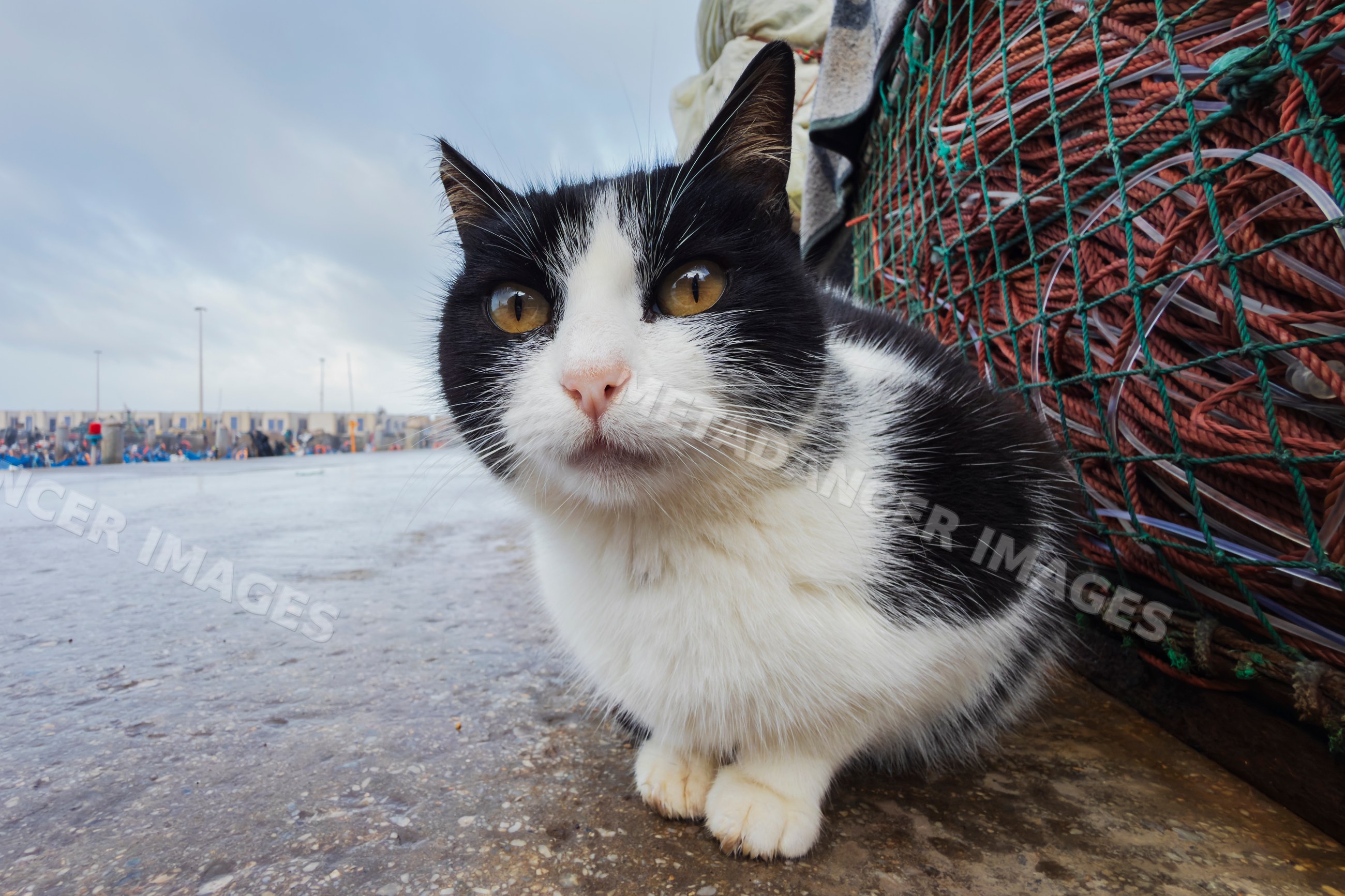 Cat sitting near fishing net at essaouira harbour in Morocco