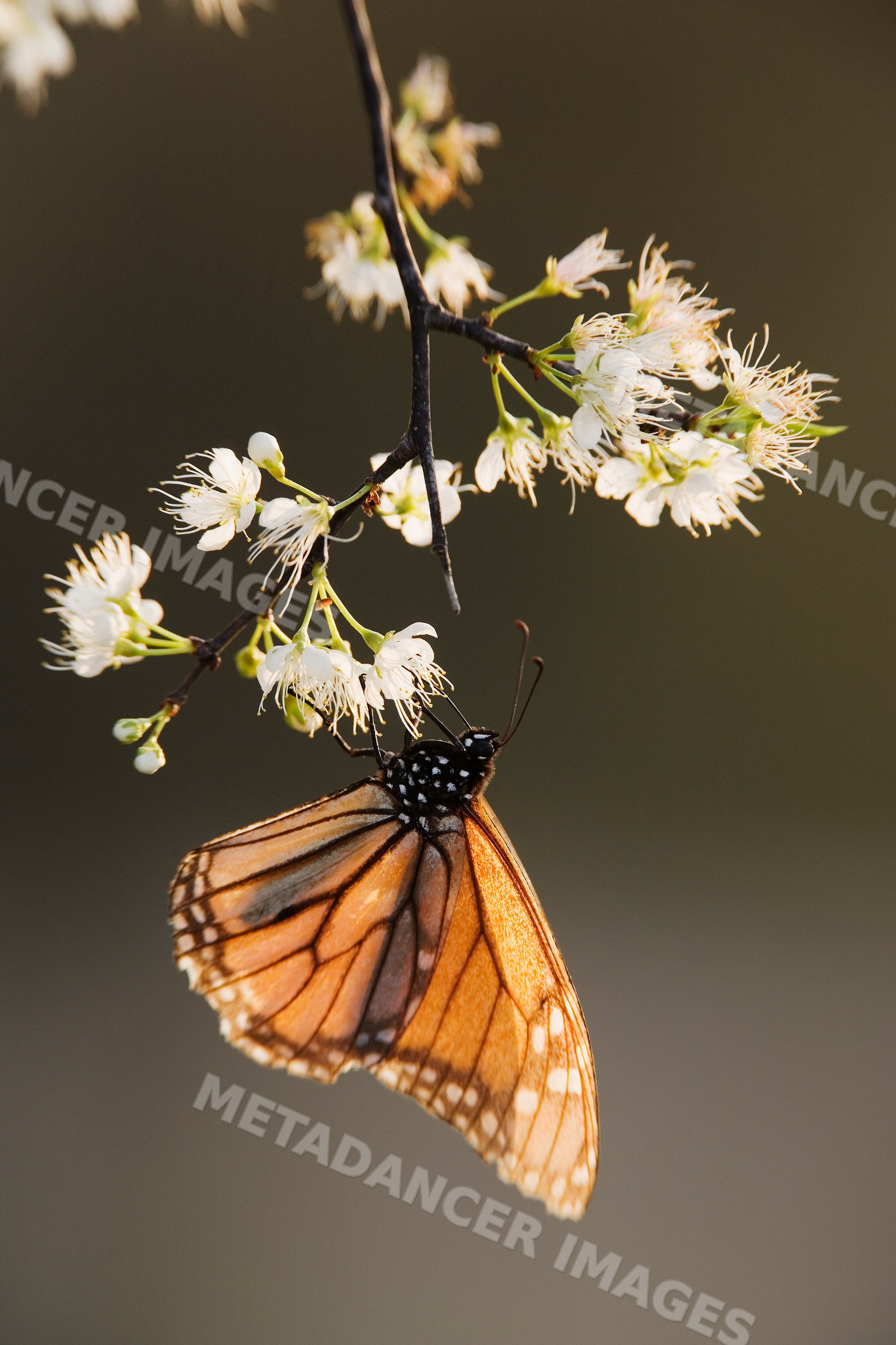 Monarch butterfly feeding on white flowers on branch