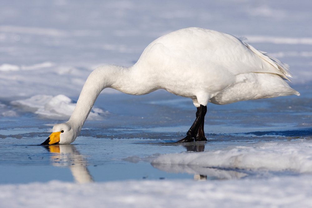 Whooper swan drinking from icy water, japan