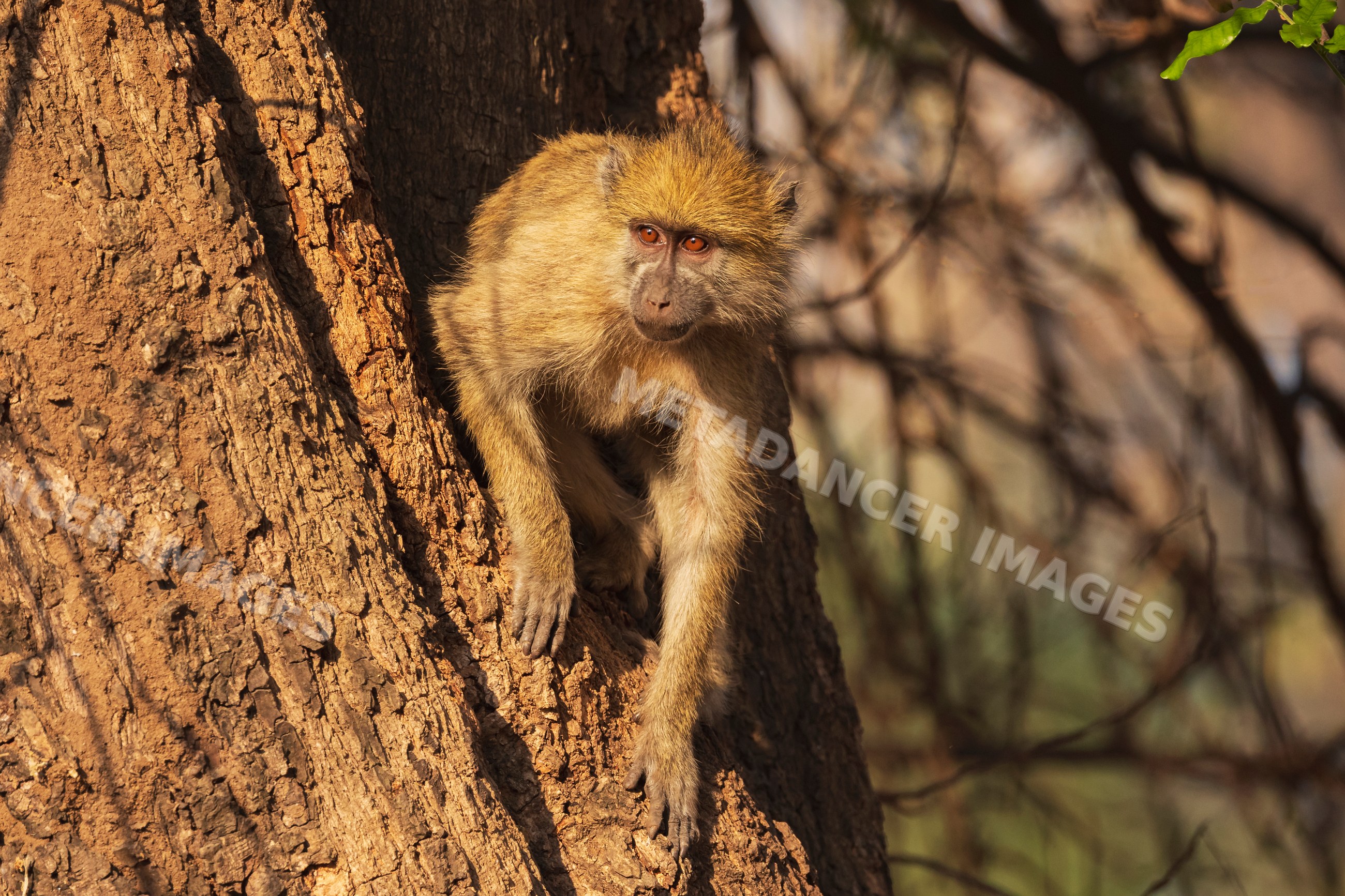 Juvenile Baboon climbing tree in South Luangwa national park Zambia