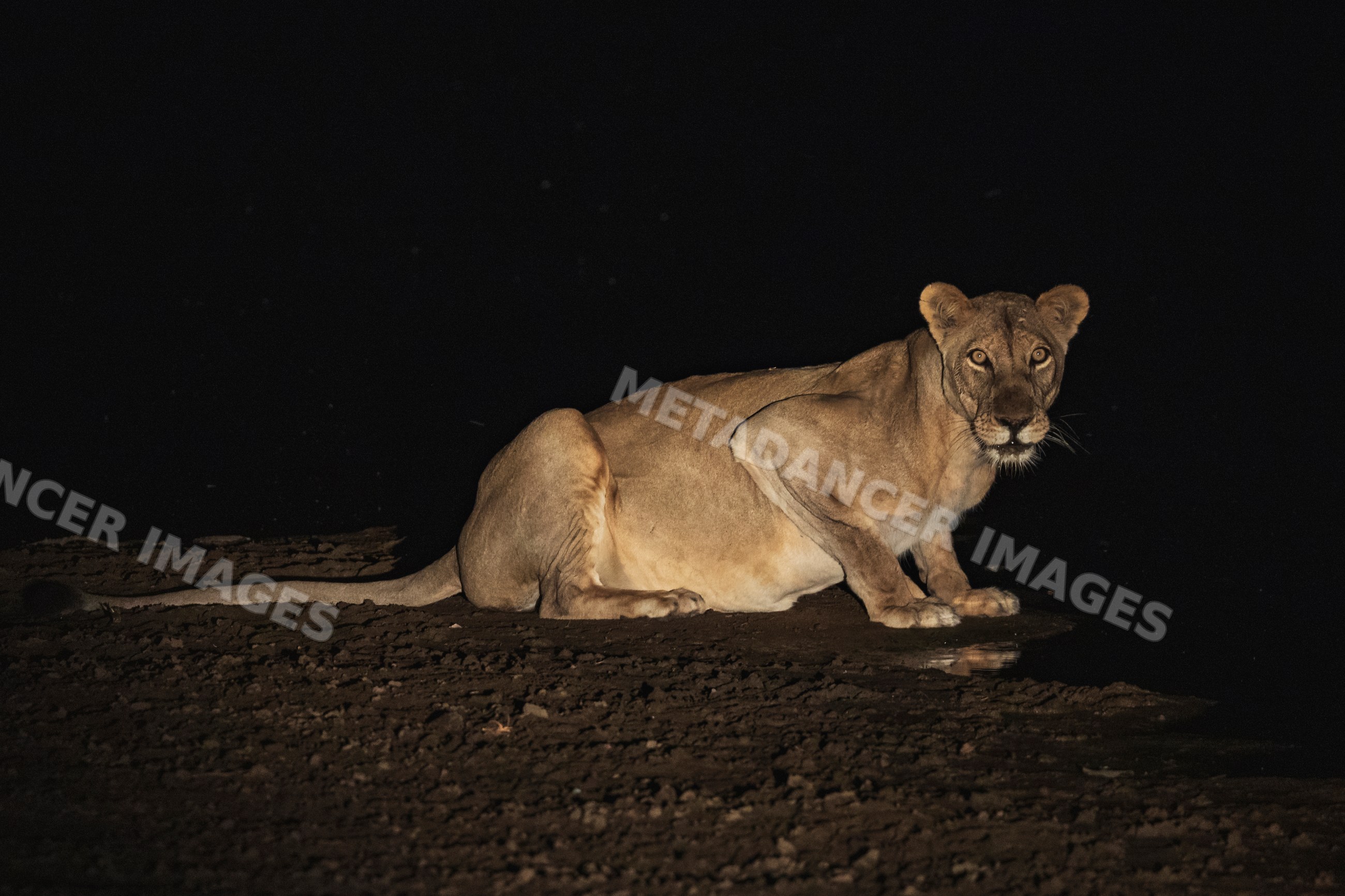 Lioness drinking water at night in South Luangwa national park Zambia