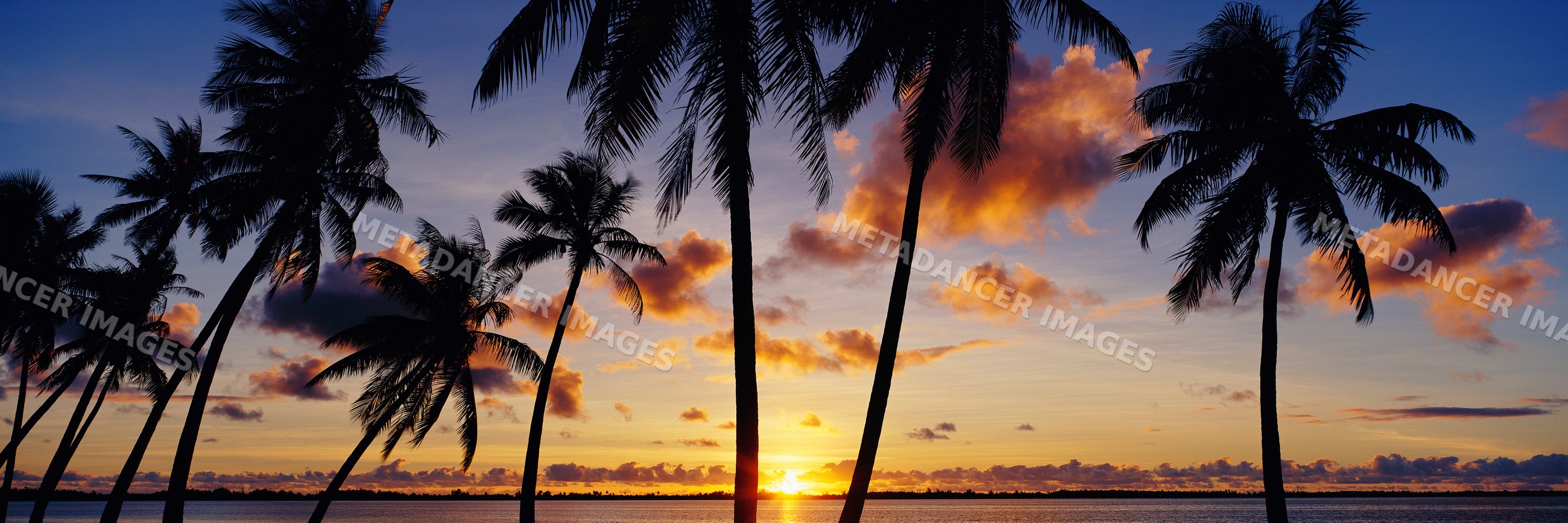 Sunrise over bora with silhouetted palm trees along a calm ocean