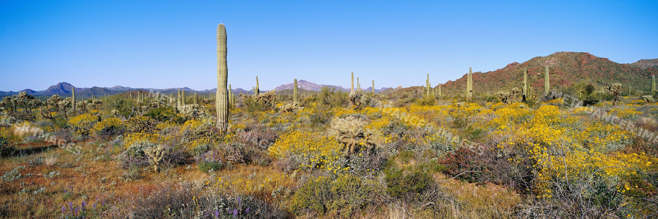 Desert landscape with tall saguaro cactus and yellow wildflowers