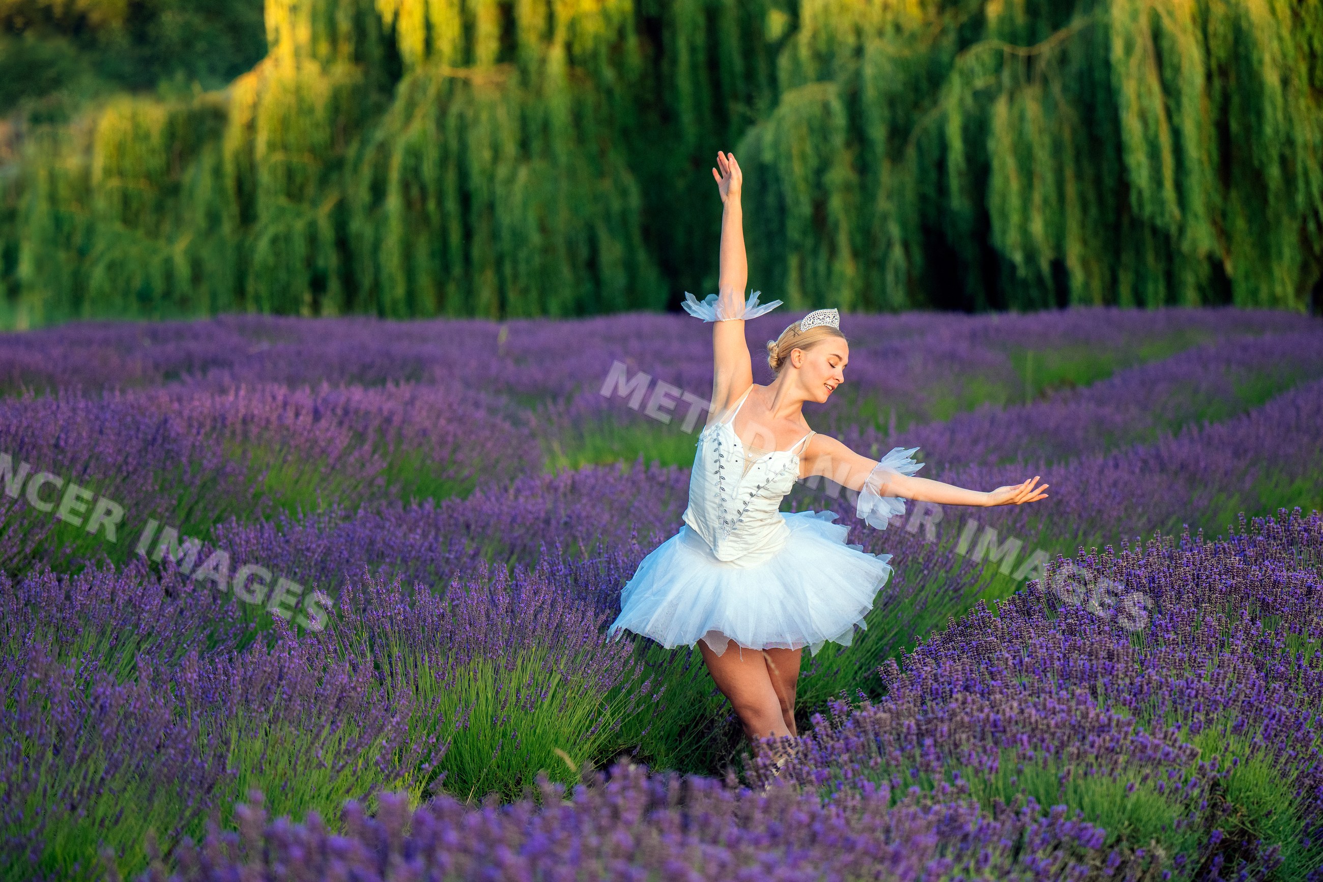 A ballerina dances gracefully in a lavender field in wa USA