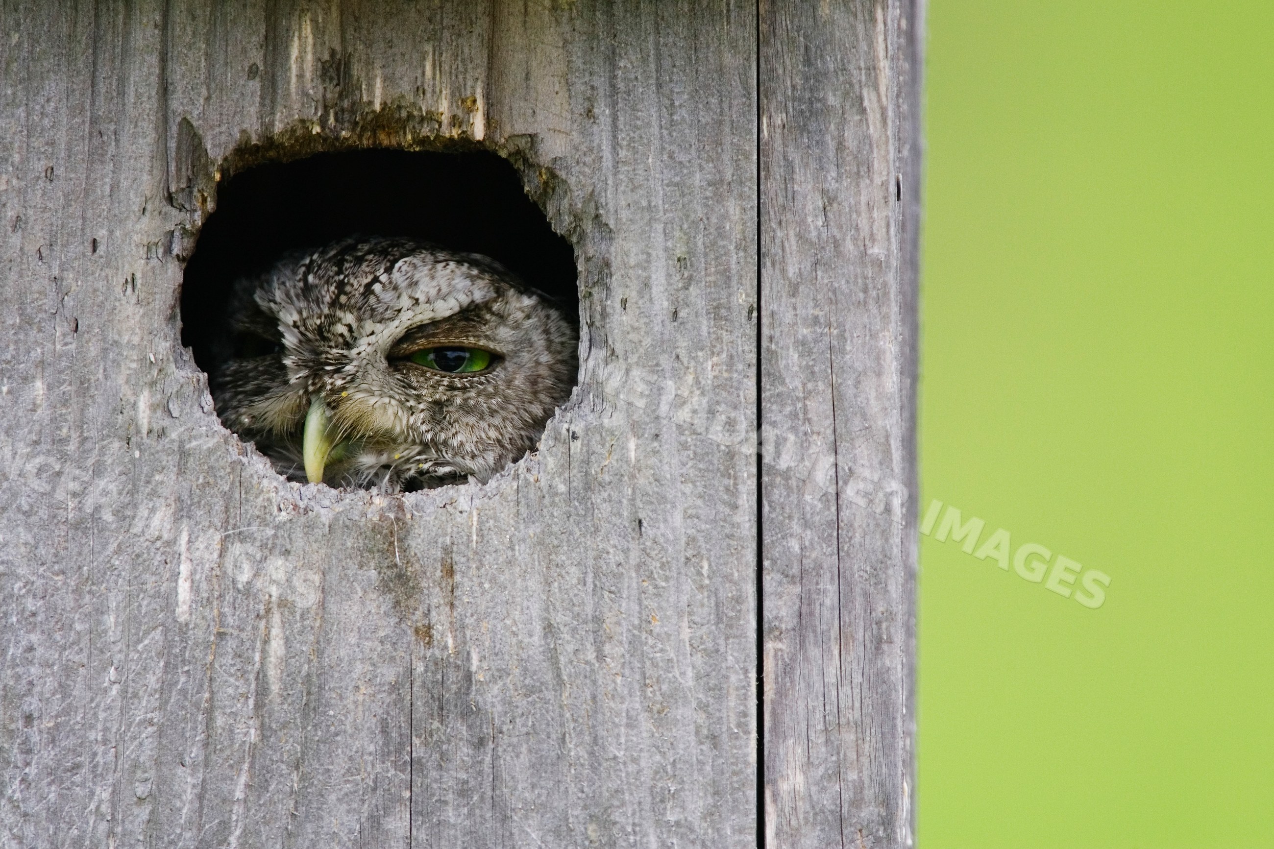 Screech owl peeking from wooden nesting box in Texas wildlife