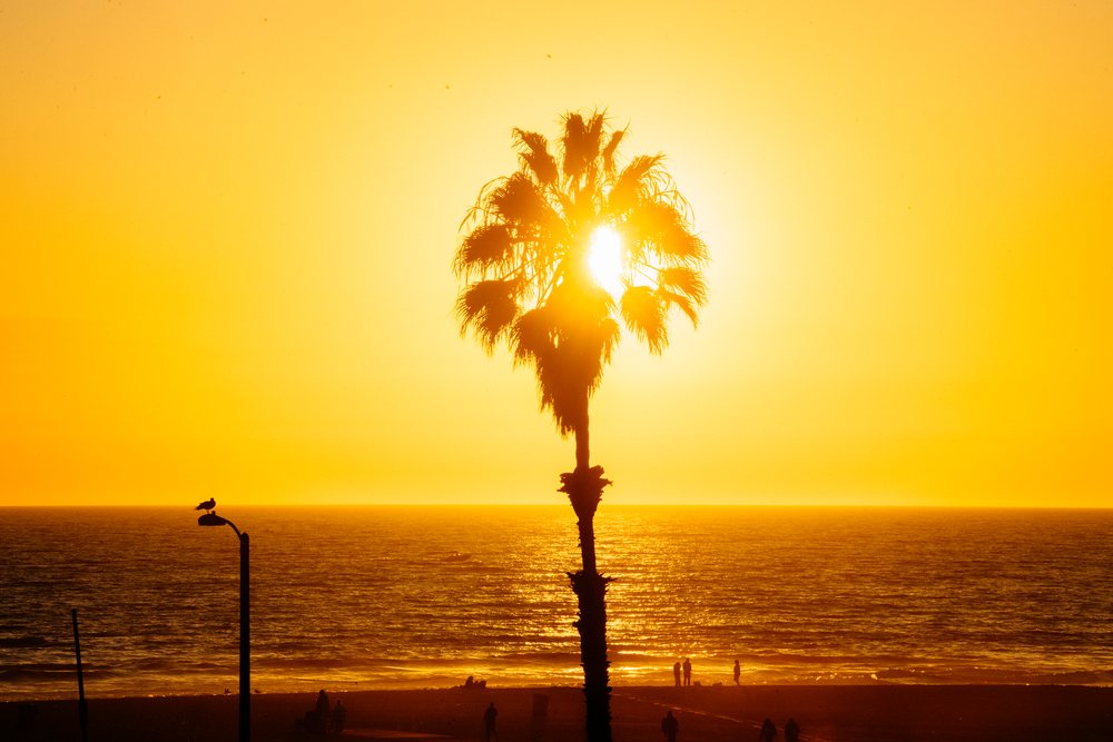 Sunset through palm tree silhouette over ocean at Santa Monica beach