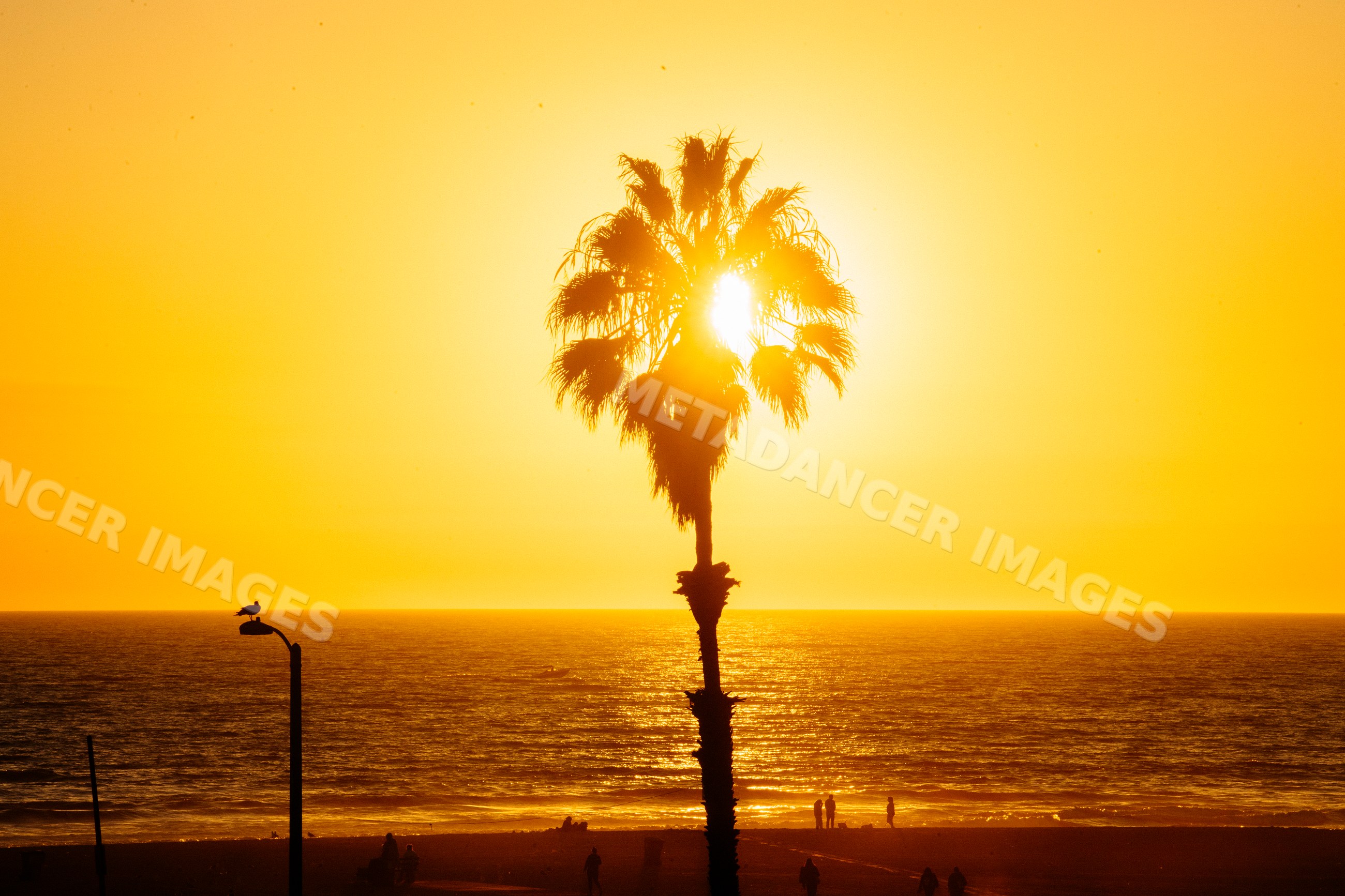 Sunset through palm tree silhouette over ocean at Santa Monica beach