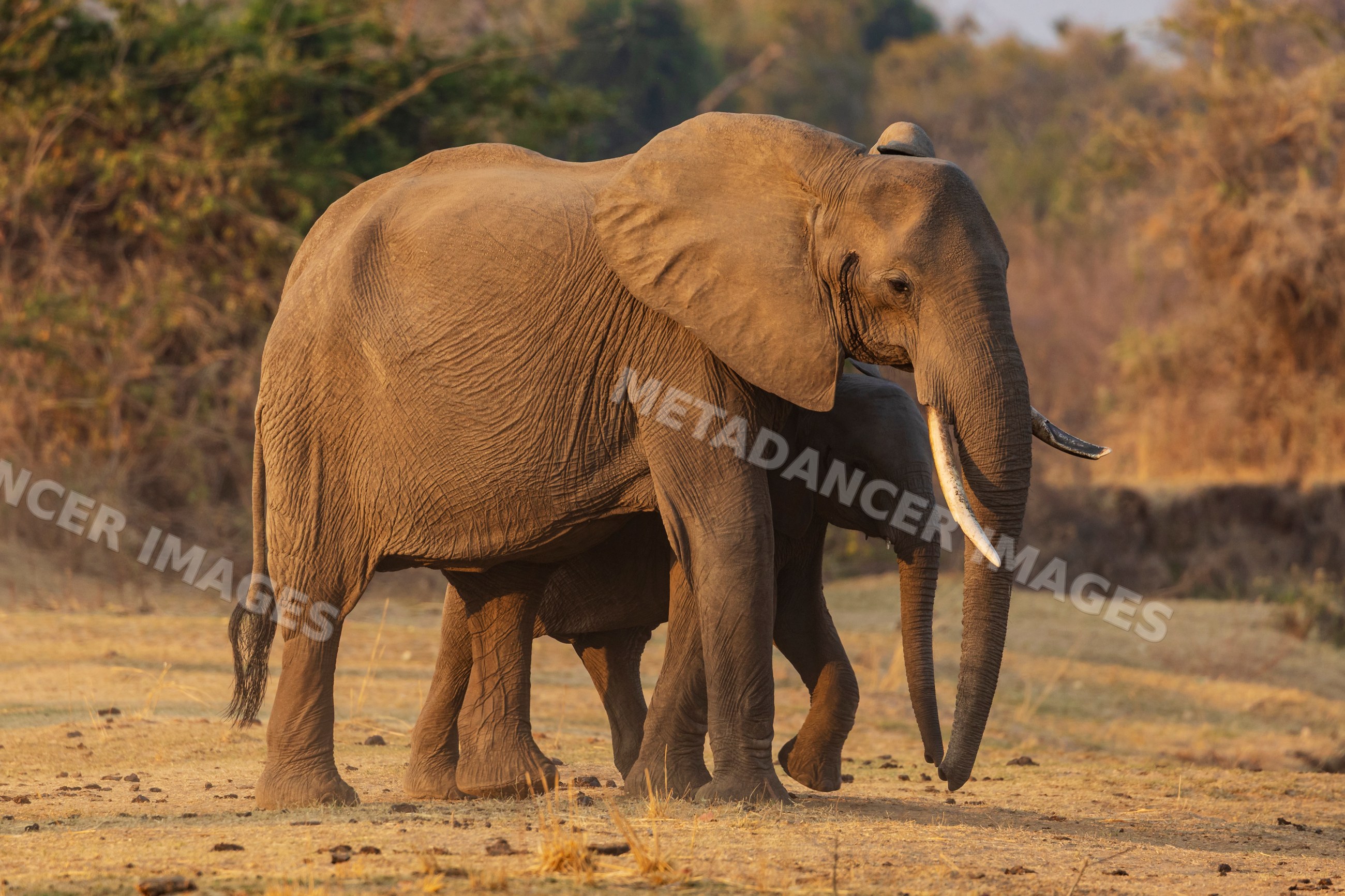 Elephant and young calf walking in South Luangwa national park, Zambia