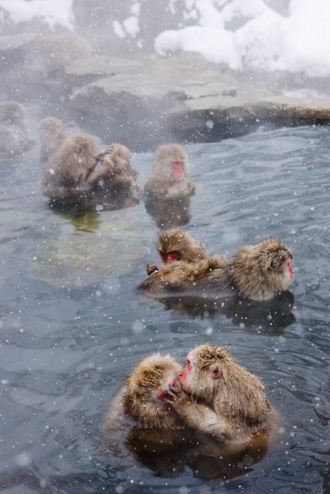 Japanese macaques bathing in hot spring, nagano, japan