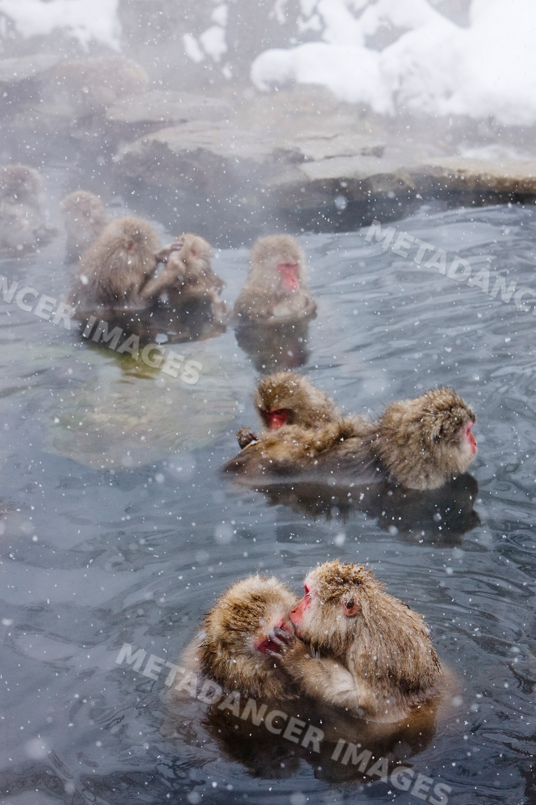 Japanese macaques bathing in hot spring, nagano, japan