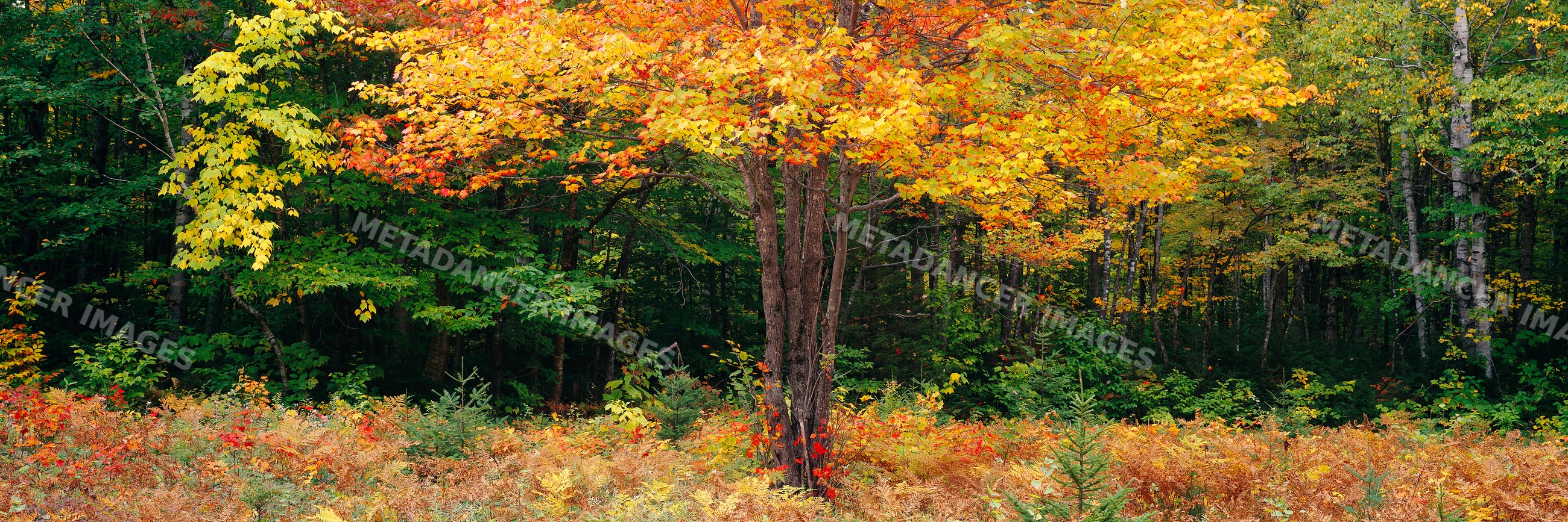 Maple tree showing vibrant autumn colors in forest