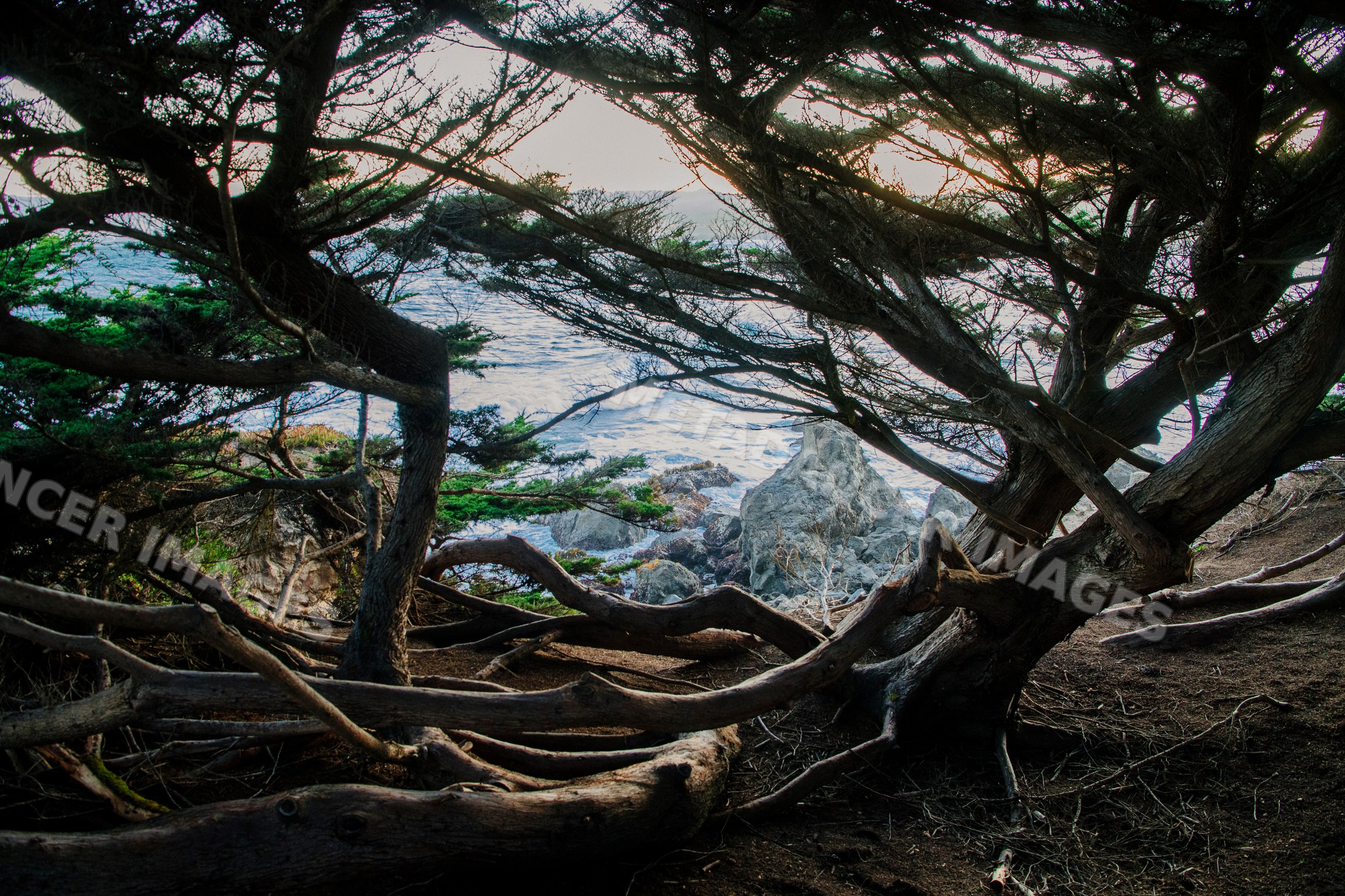 Coastal evergreen trees framing rocky ocean shore on northern pacific
