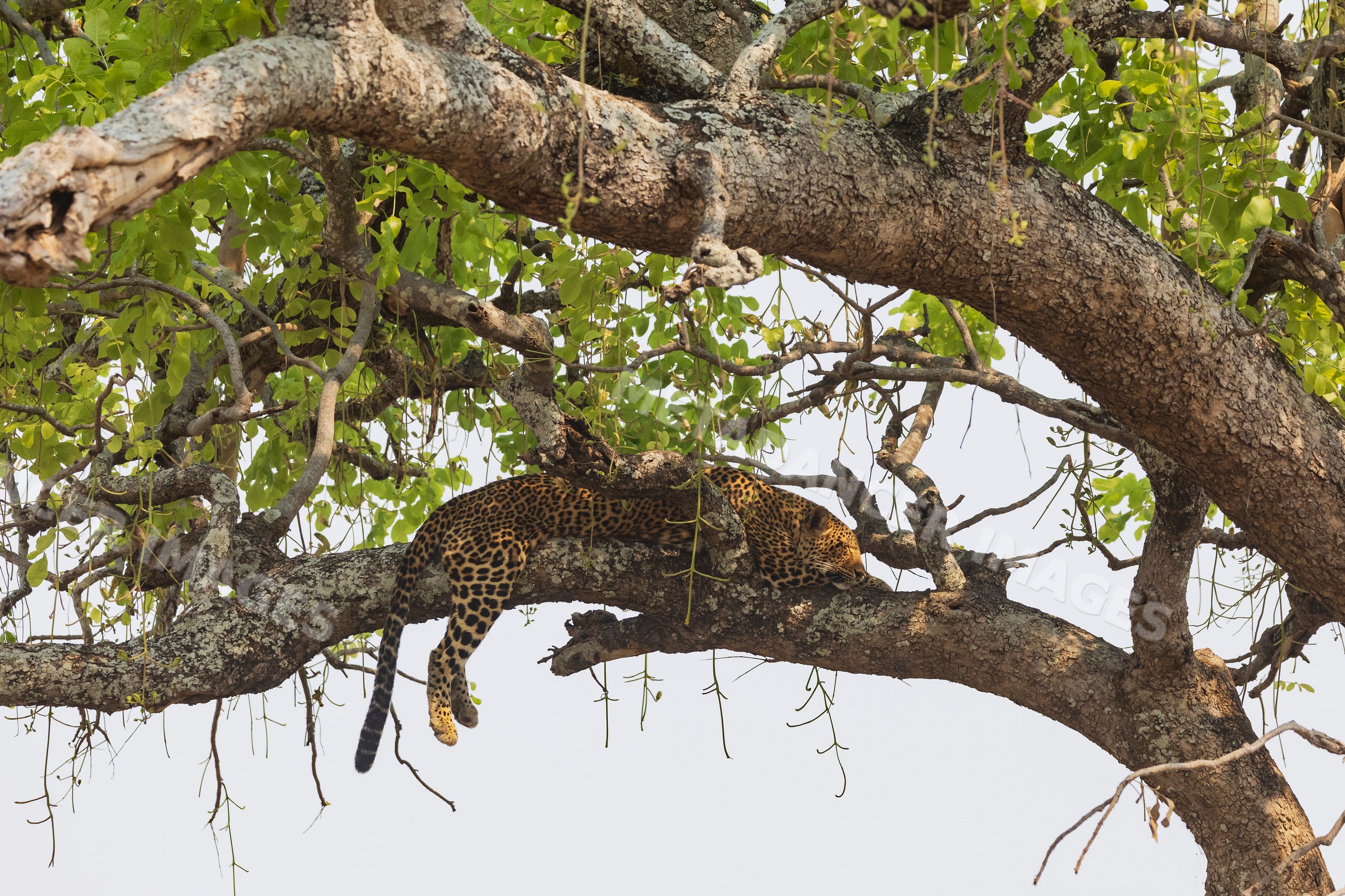 Leopard resting on Sausage Tree branch in a park