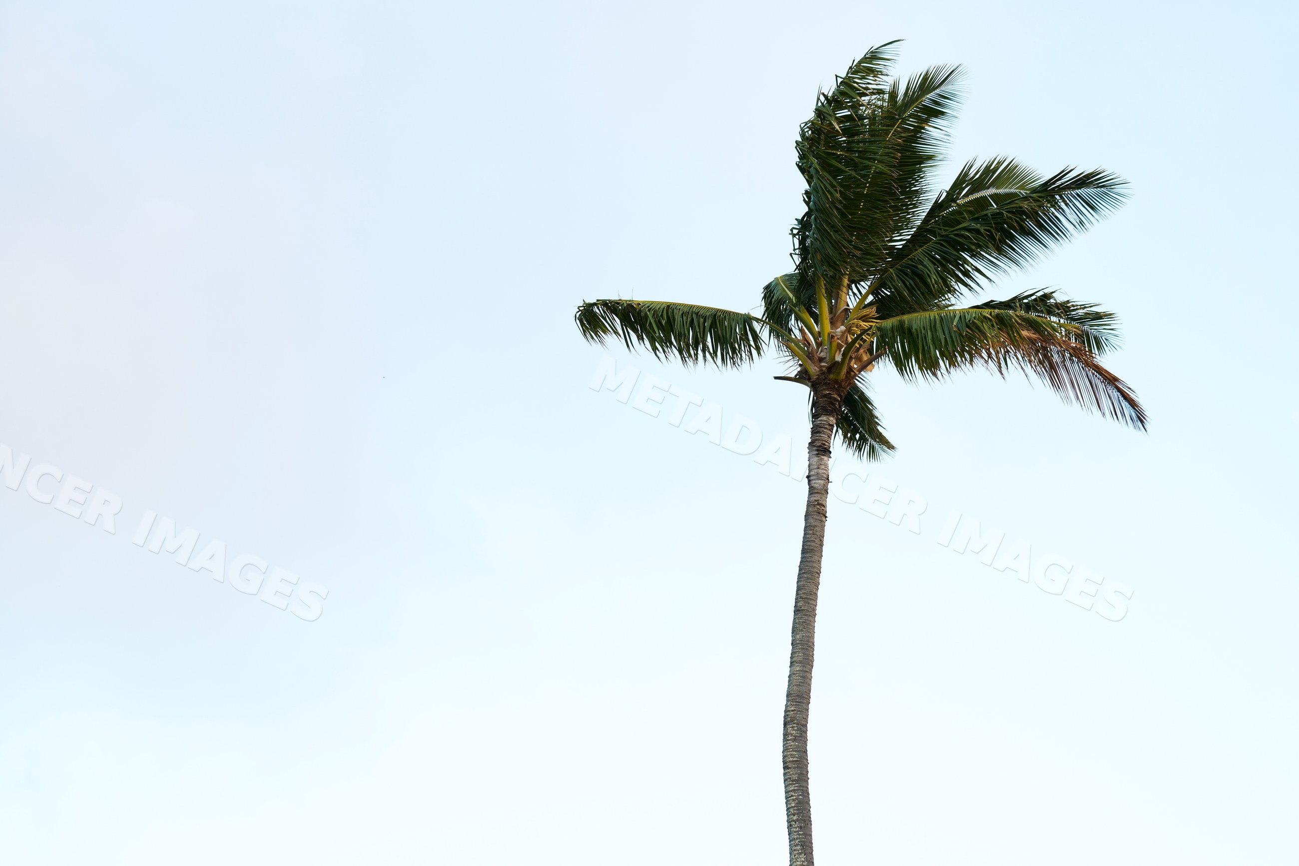 Palm tree with green leaves on Oahu