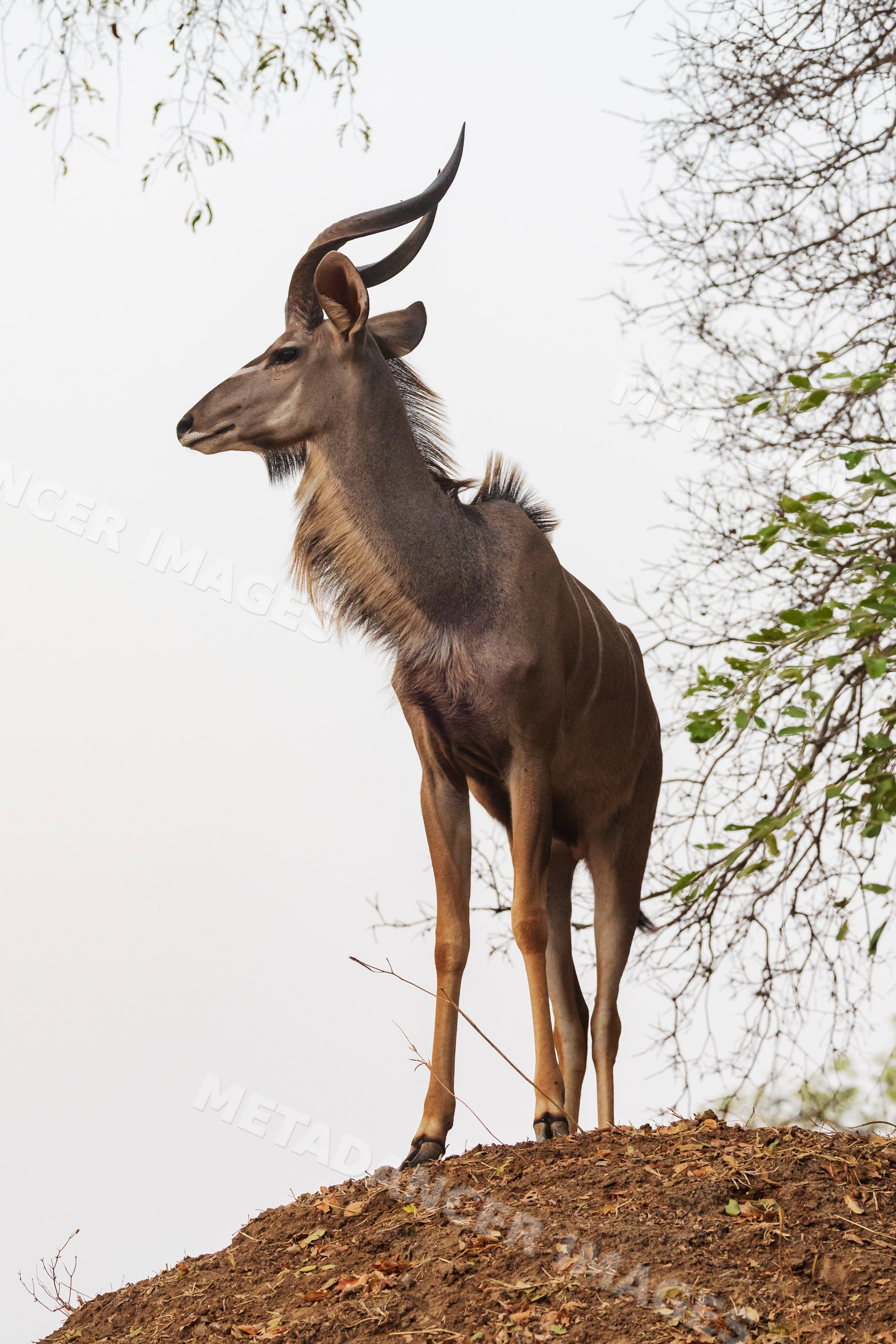 Young Kudu Antelope standing in South Luangwa national park, Zambia