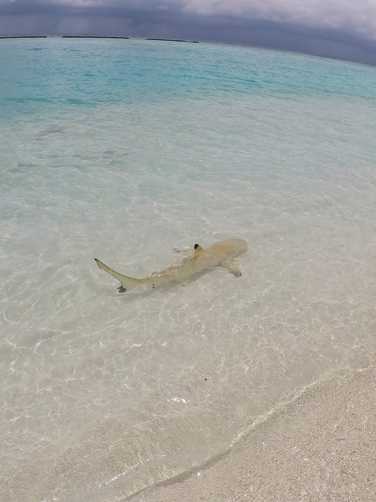 A shark swimming in shallow clear water near a beach in a beach