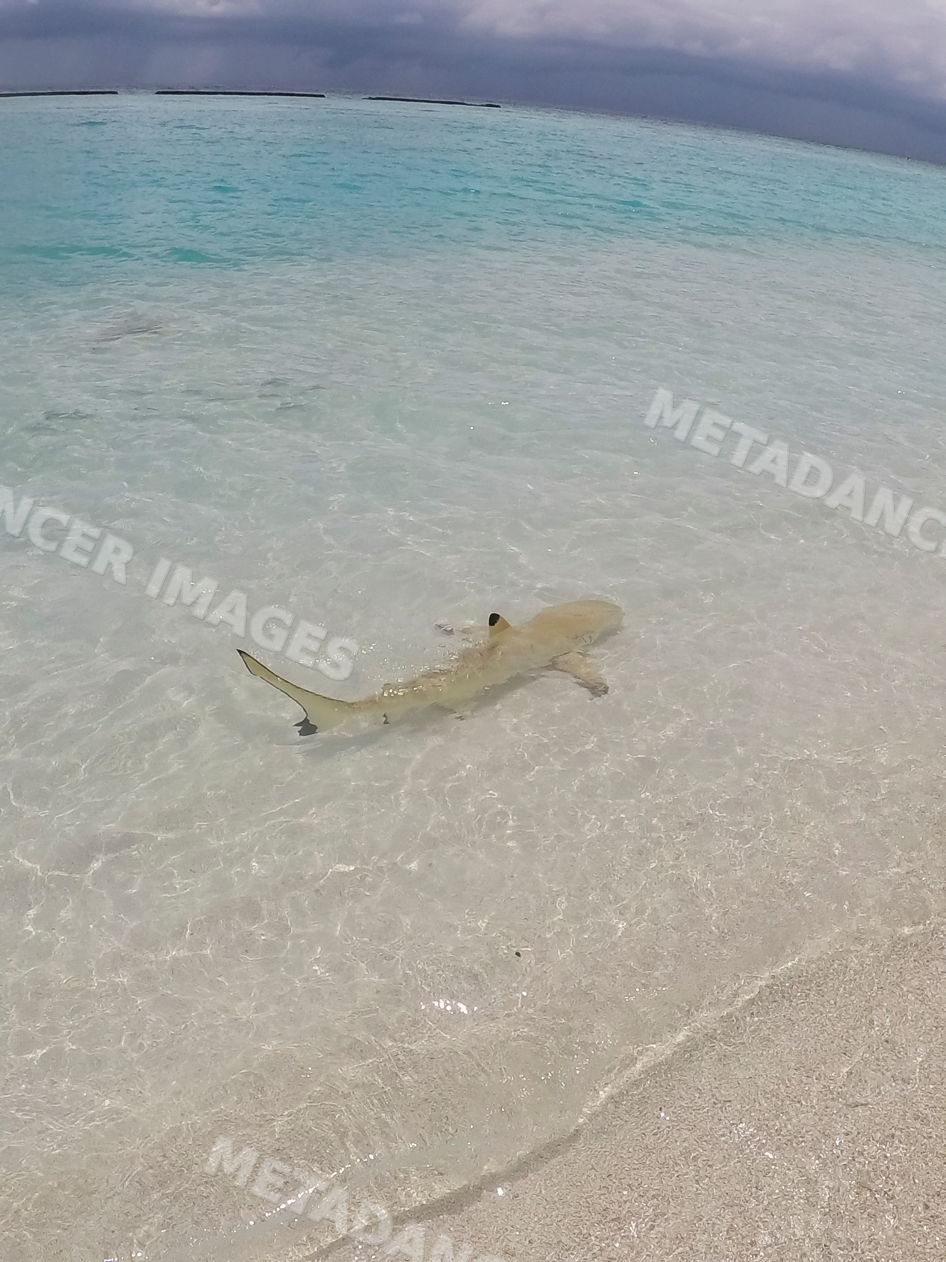 A shark swimming in shallow clear water near a beach in a beach