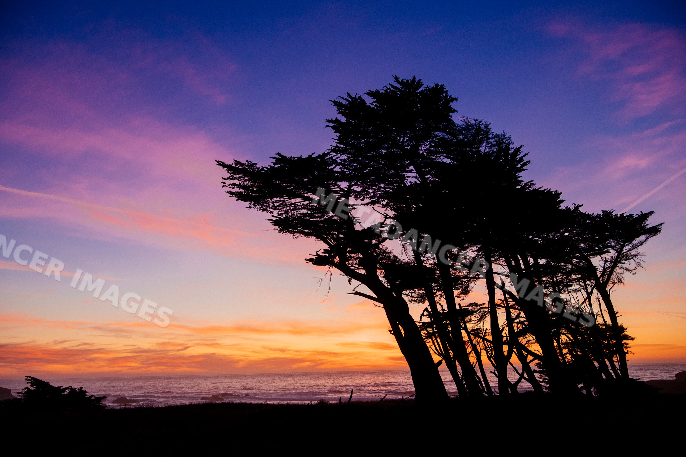 Silhouetted trees at sunset over pacific ocean coastline in Oregon