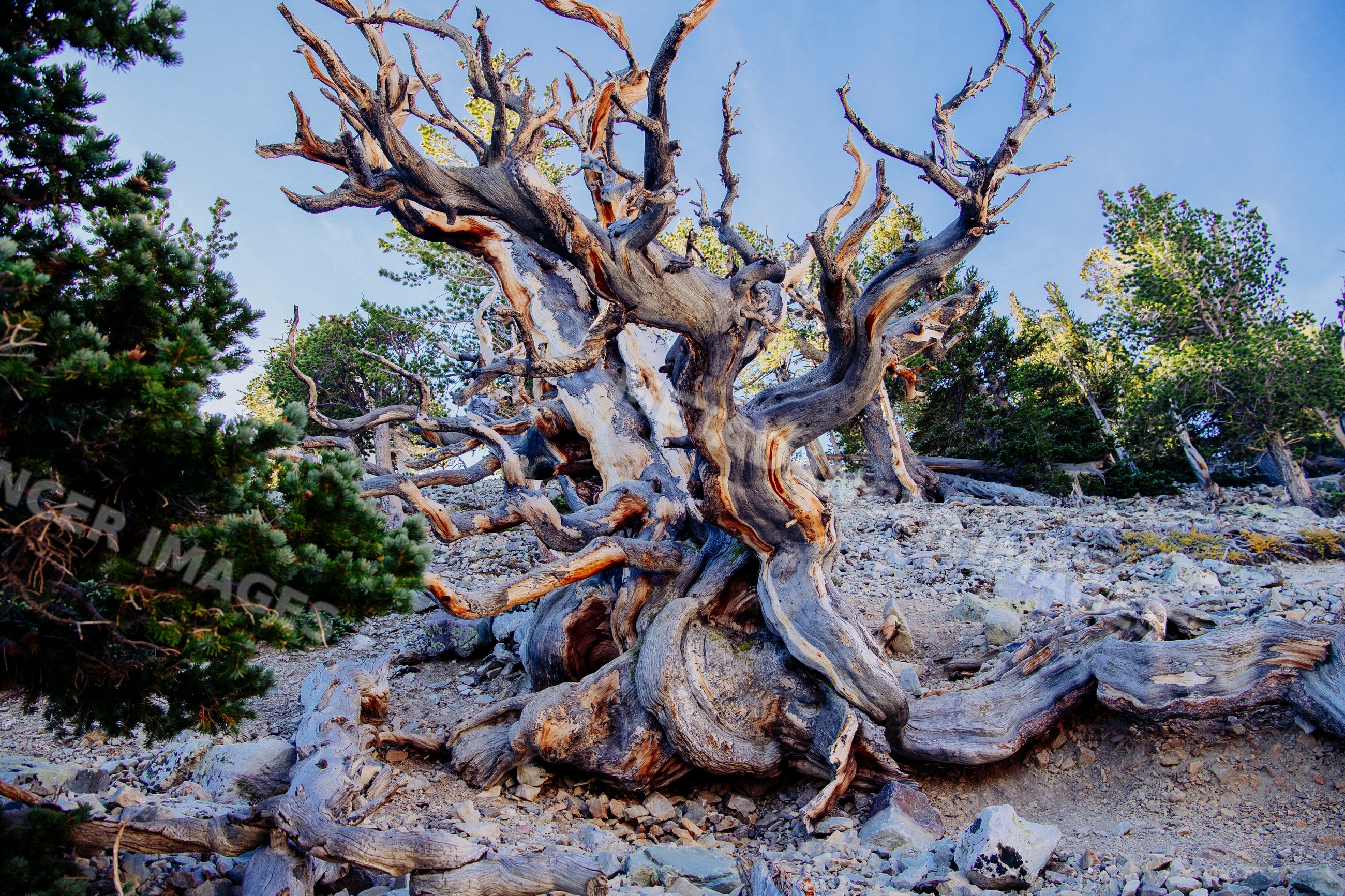 Bristlecone pine tree with twisted branches on rocky terrain