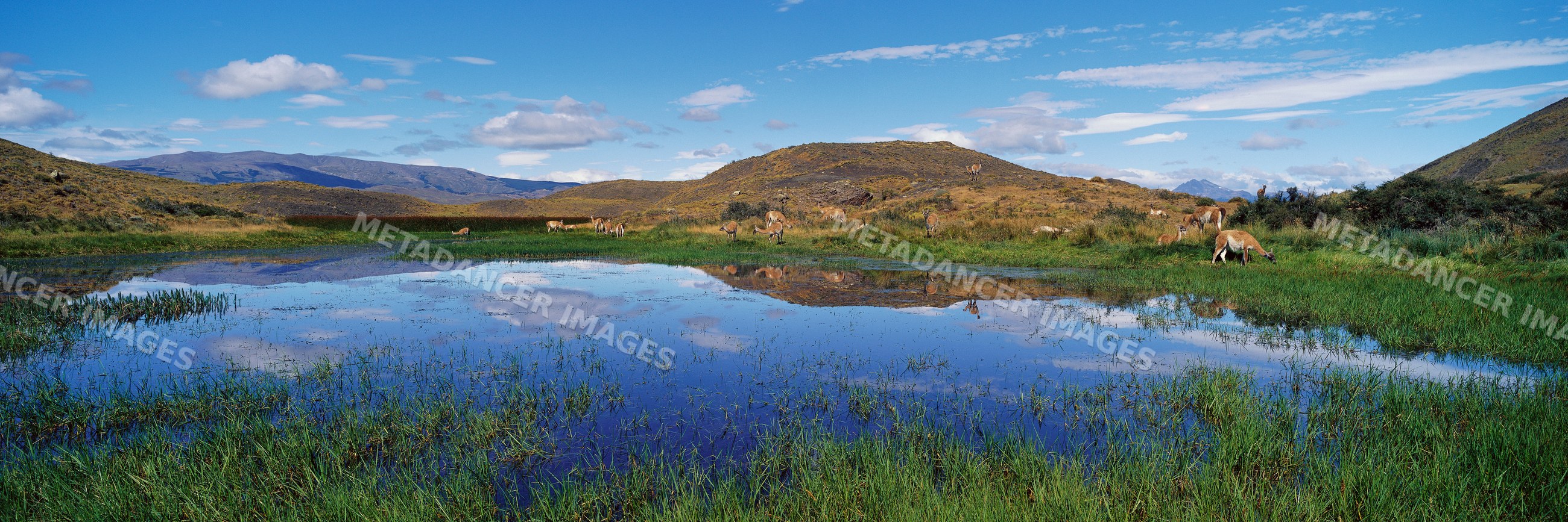 Guanacos at watering hole chile