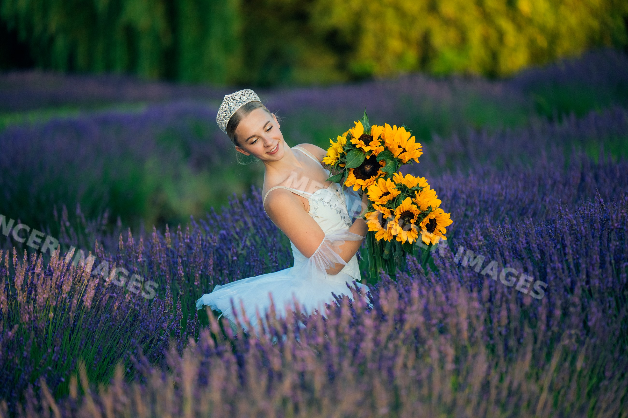 Ballerina in white tutu holds sunflowers in lavender field