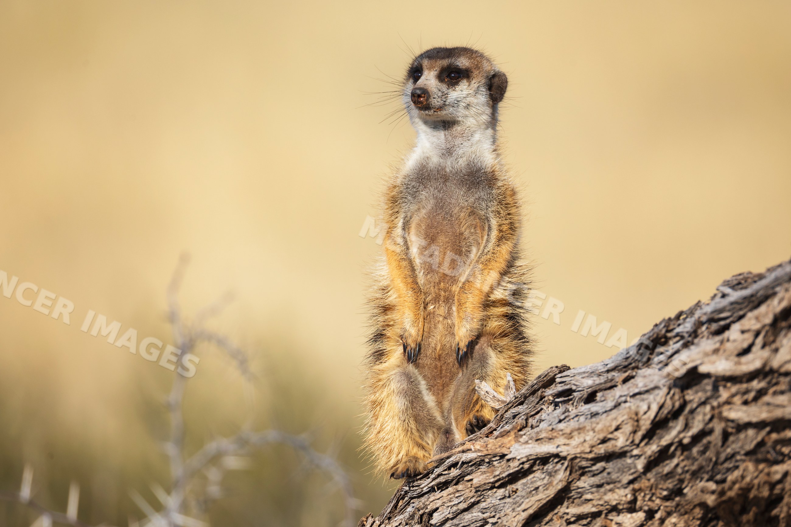 Meerkat sentry standing alert in the Kalahari Desert of South Africa