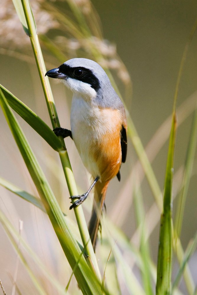 Long tailed shrike perched on grass stalks