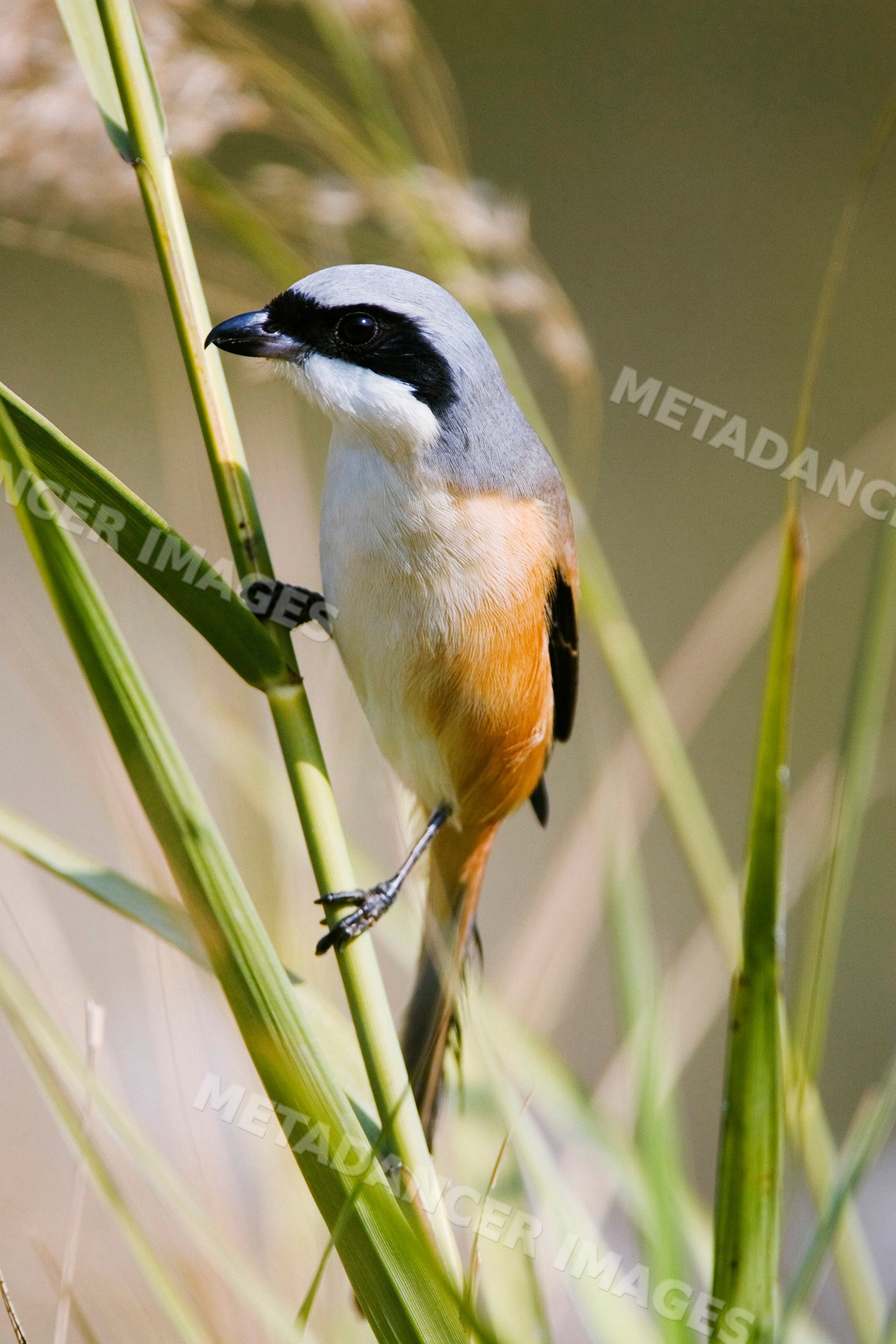 Long tailed shrike perched on grass stalks