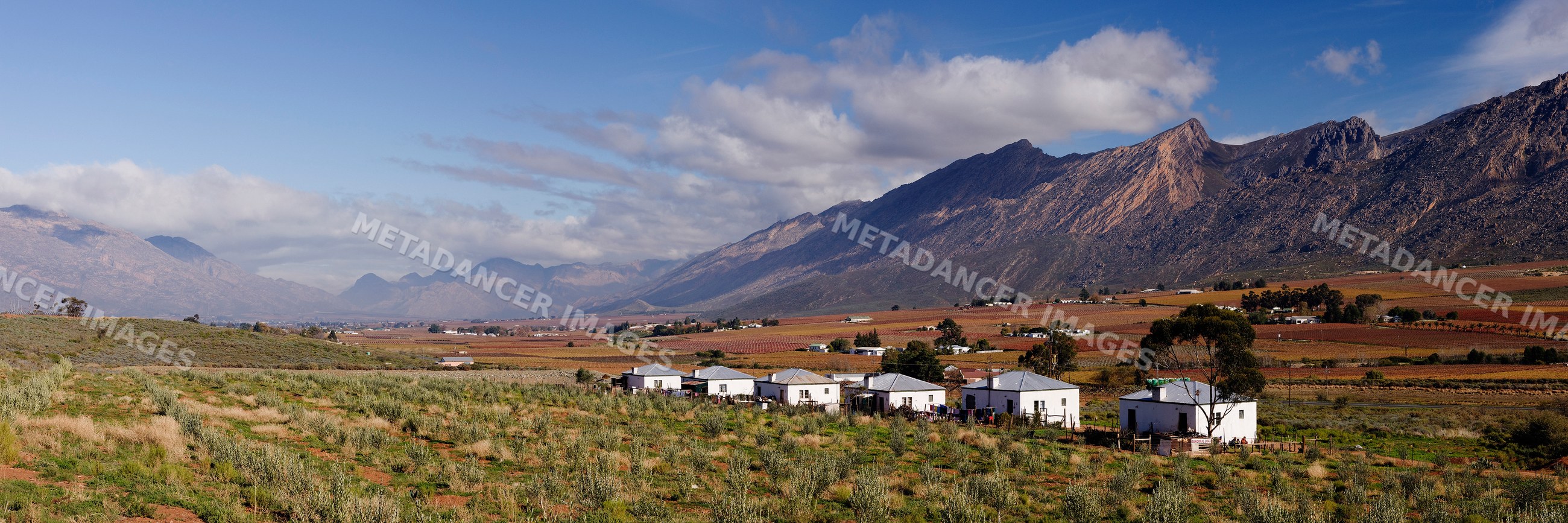 Hex river valley autumn landscape with vineyards and mountains