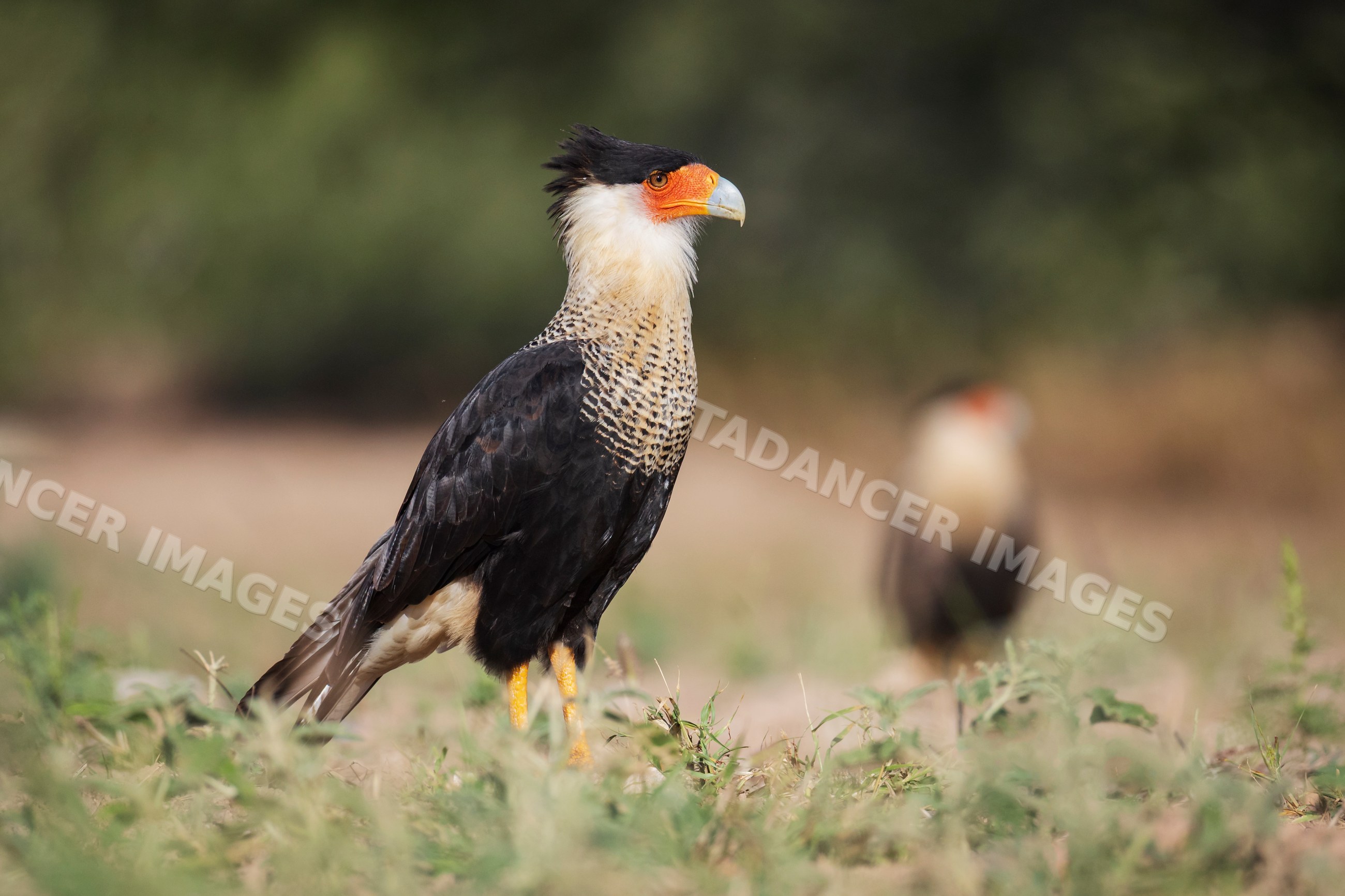 Crested Caracara bird in natural outdoor setting at santa clara ranch
